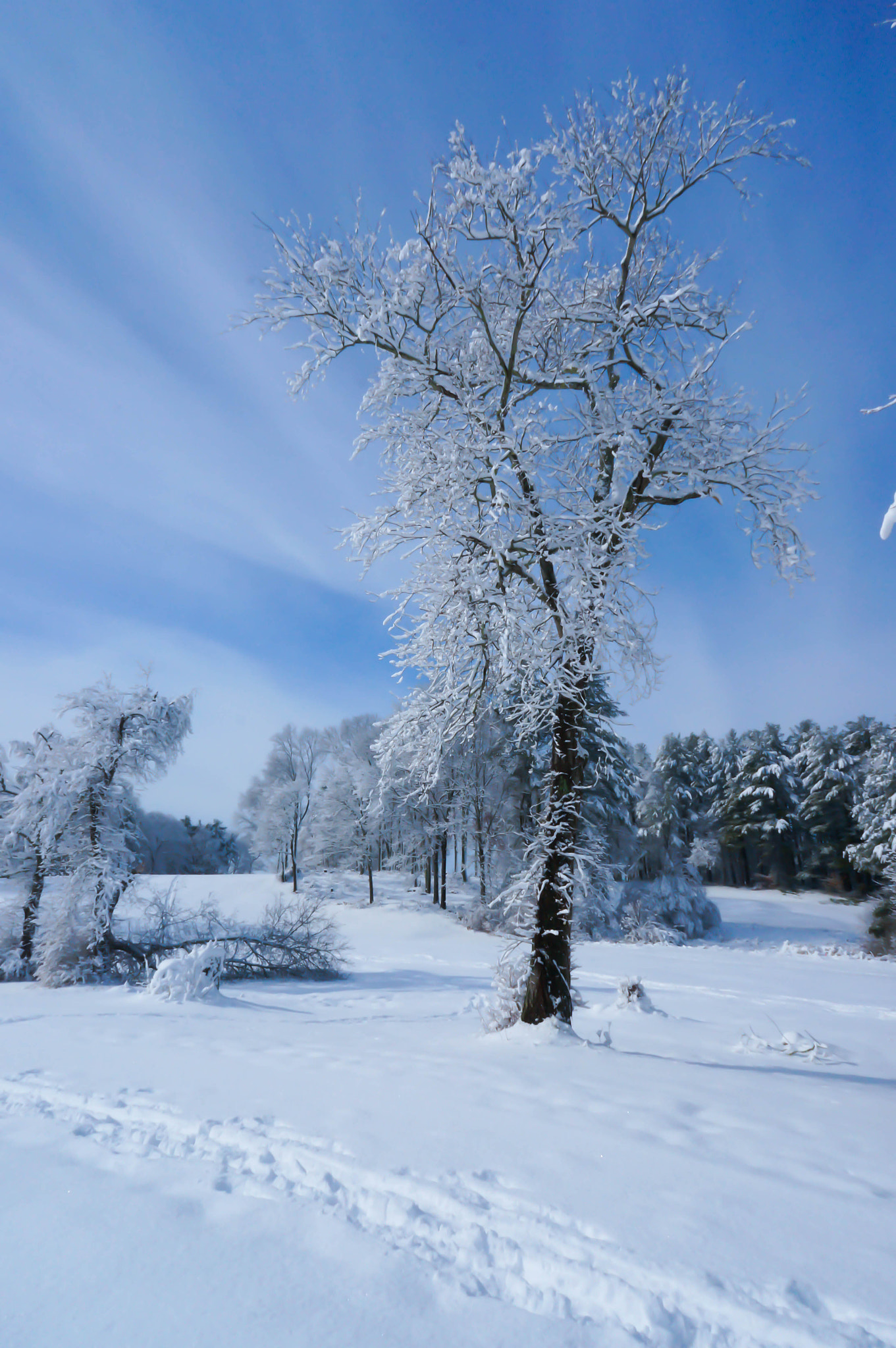Sony Alpha NEX-6 + Sony E 16mm F2.8 sample photo. Tree on golf course photography