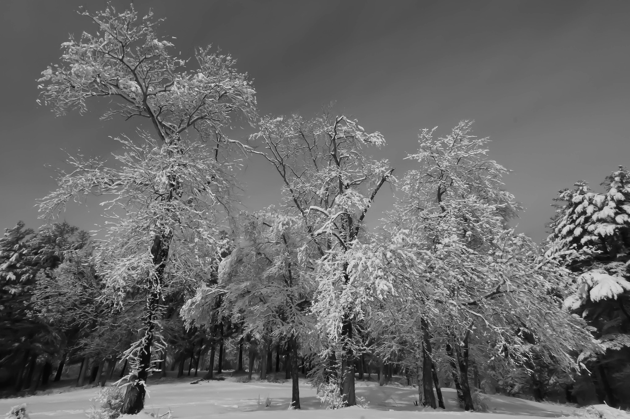 Sony Alpha NEX-6 + Sony E 16mm F2.8 sample photo. Wintry trees photography