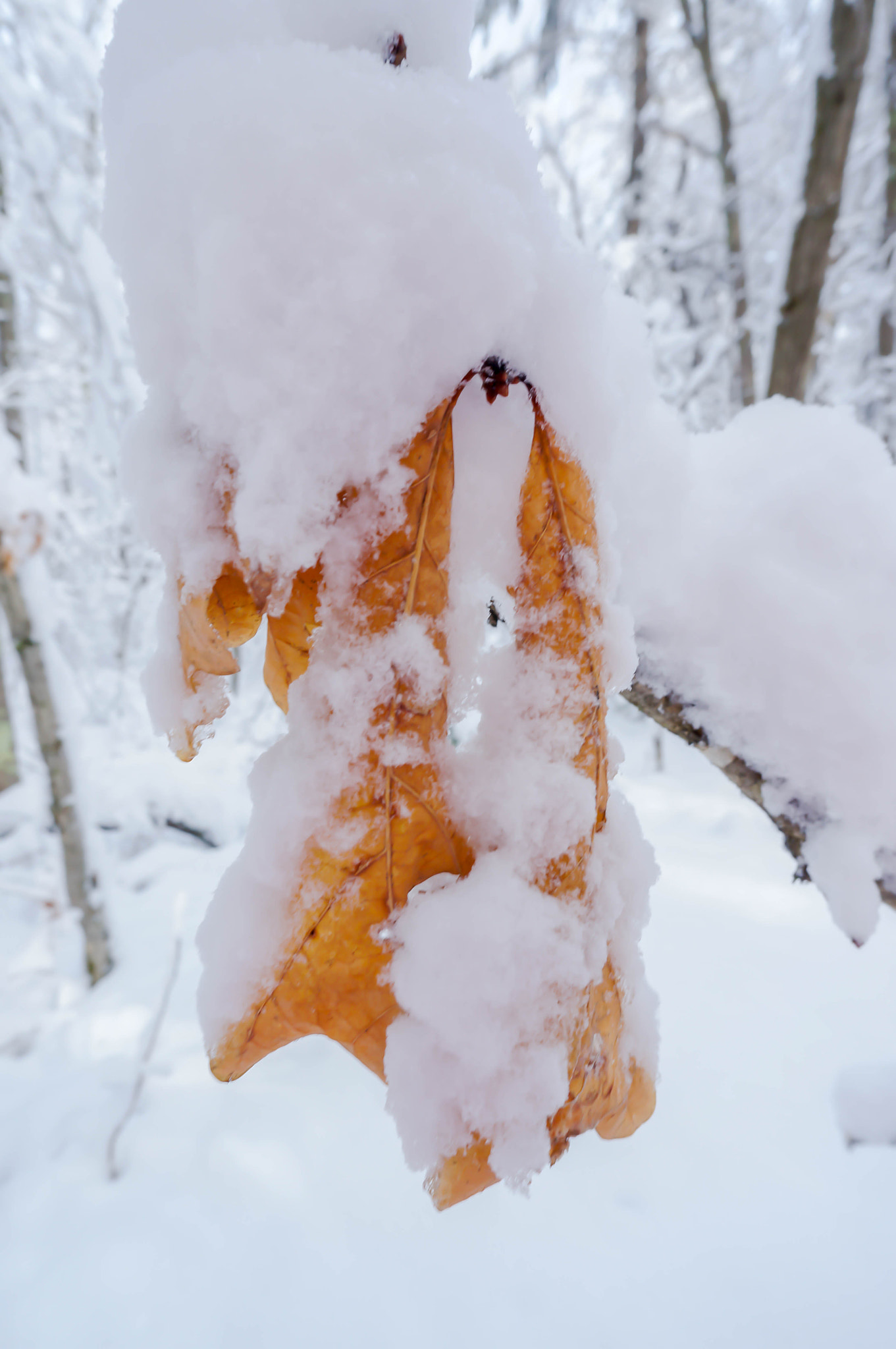 Sony Alpha NEX-6 + Sony E 16mm F2.8 sample photo. Yellow snowy leaf photography