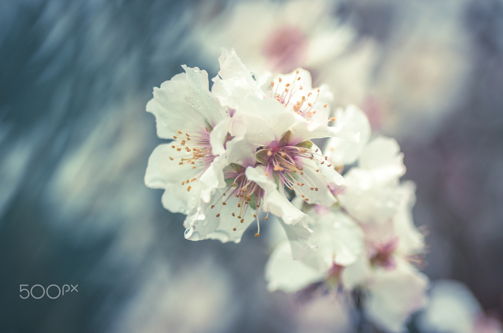 Tamron SP AF 90mm F2.8 Di Macro sample photo. Fairy blossoms photography