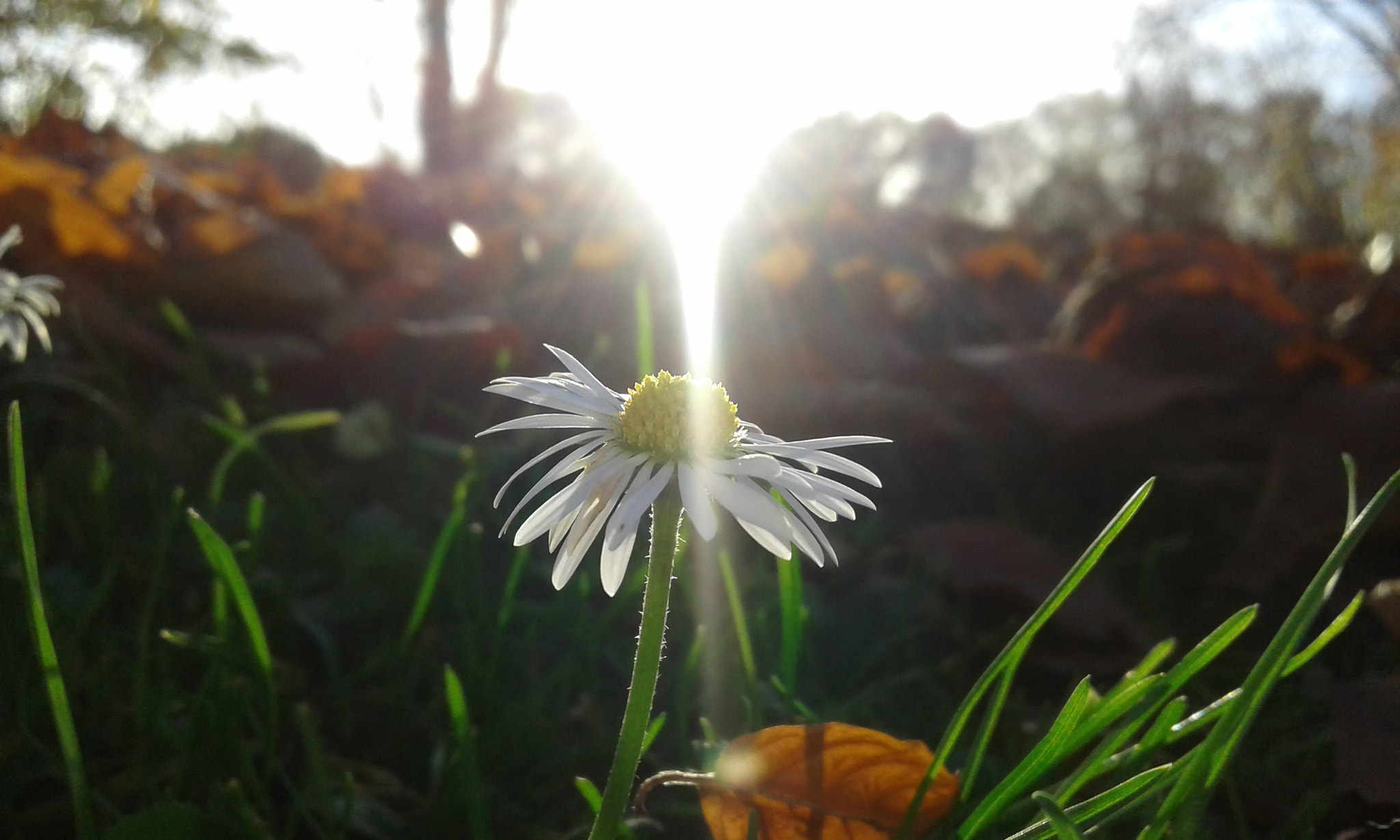 Samsung Galaxy Core2 sample photo