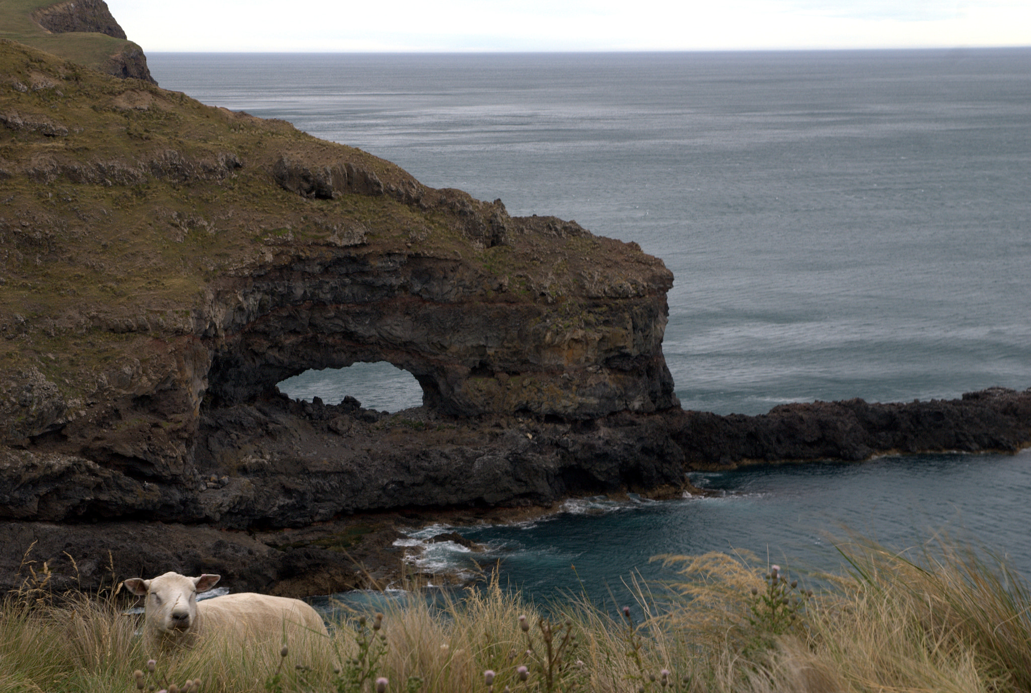 Sony Alpha DSLR-A300 sample photo. Akaroa's head and sheep photography