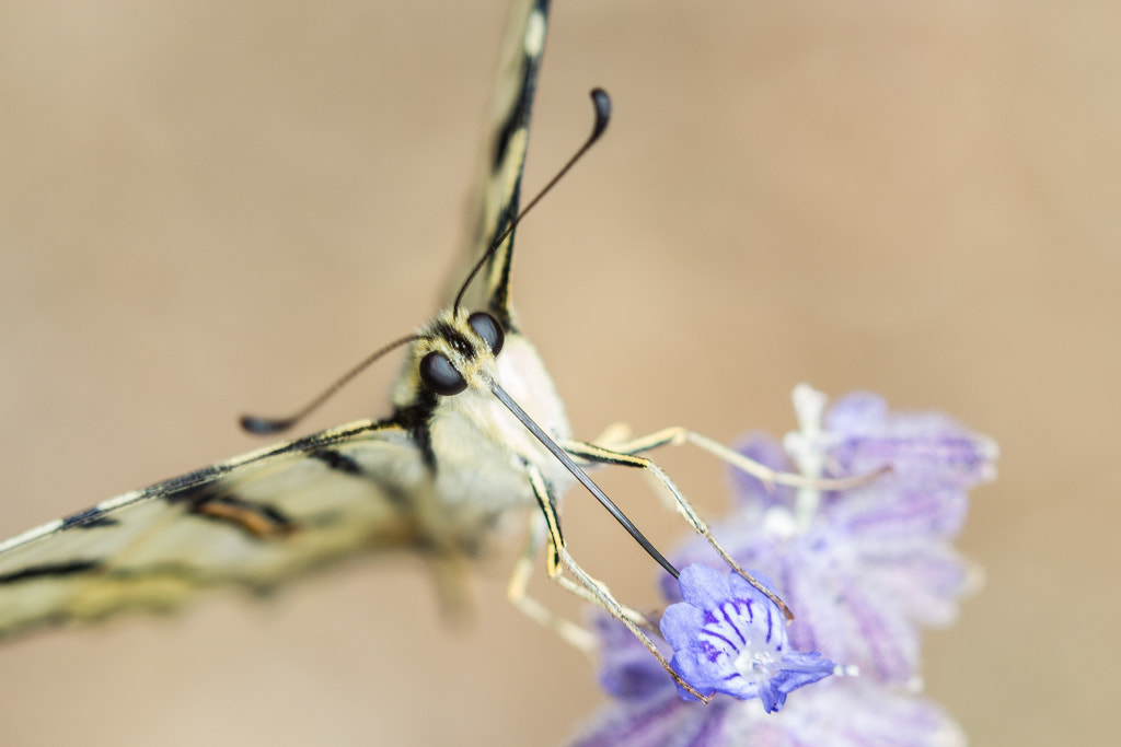 Canon EF 100mm F2.8 Macro USM sample photo. Flambé photography