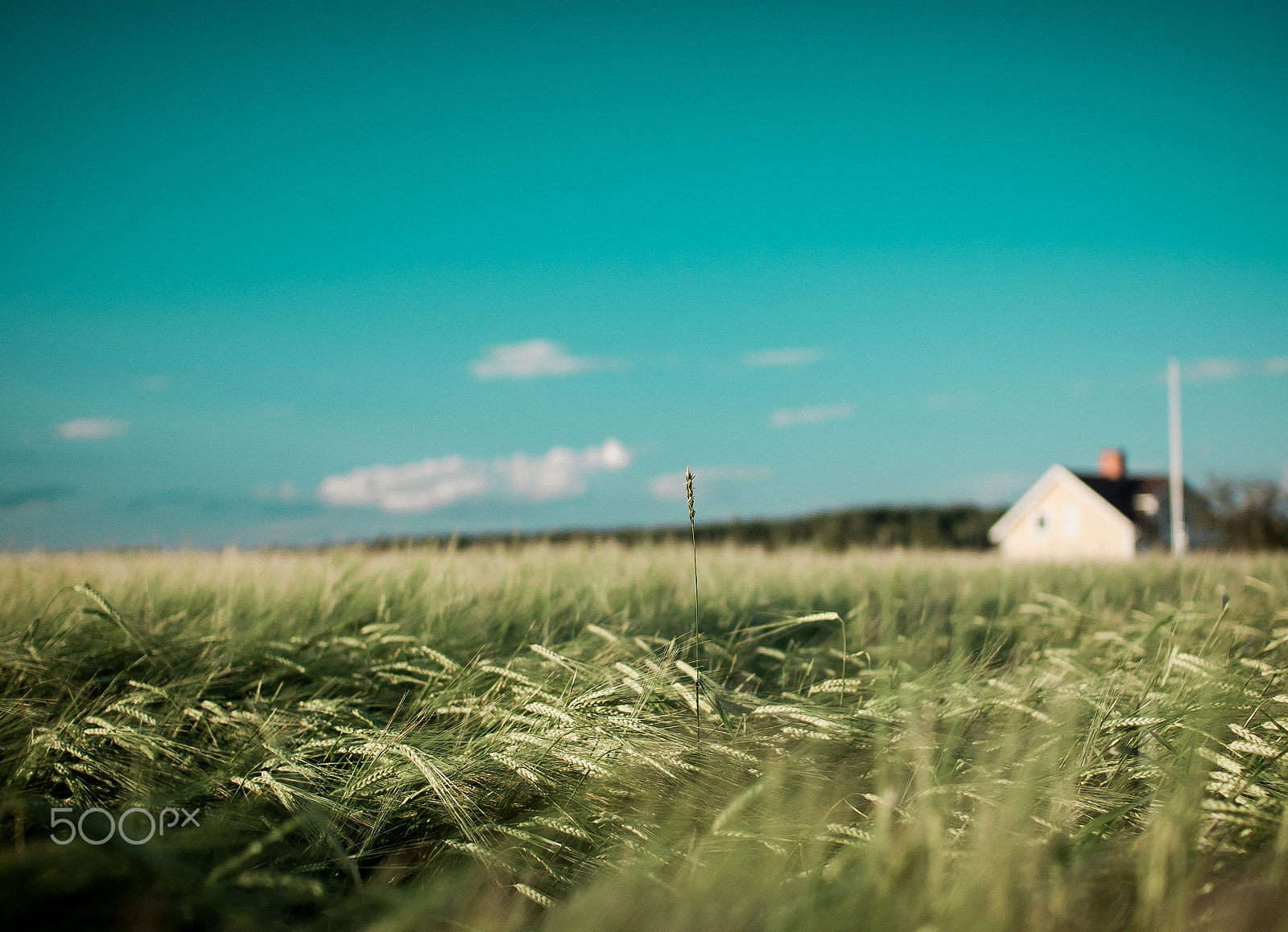 Nikon D40 + Sigma 30mm F1.4 EX DC HSM sample photo. Field of green photography
