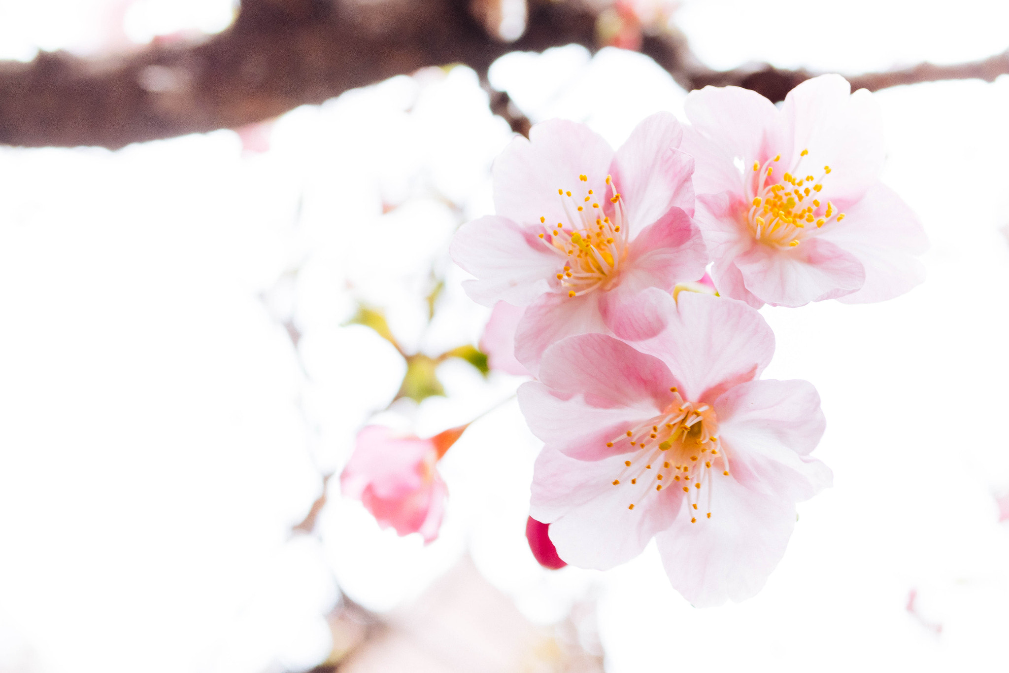 Olympus OM-D E-M1 + Panasonic Lumix G Macro 30mm F2.8 ASPH Mega OIS sample photo. Early cherry tree photography