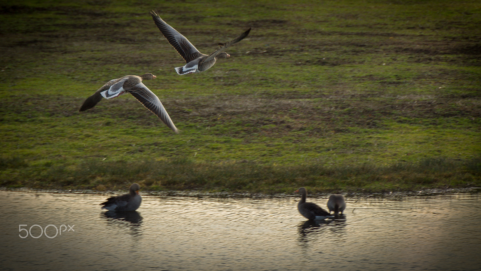 Sony SLT-A77 + Minolta AF 300mm F2.8 HS-APO G sample photo. Fly away photography