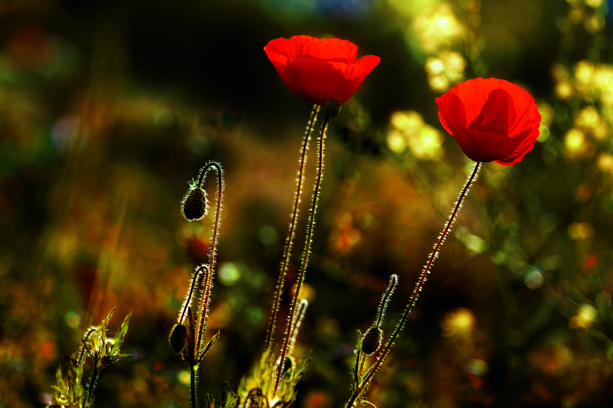 Tamron SP AF 70-200mm F2.8 Di LD (IF) MACRO sample photo. Poppy photography