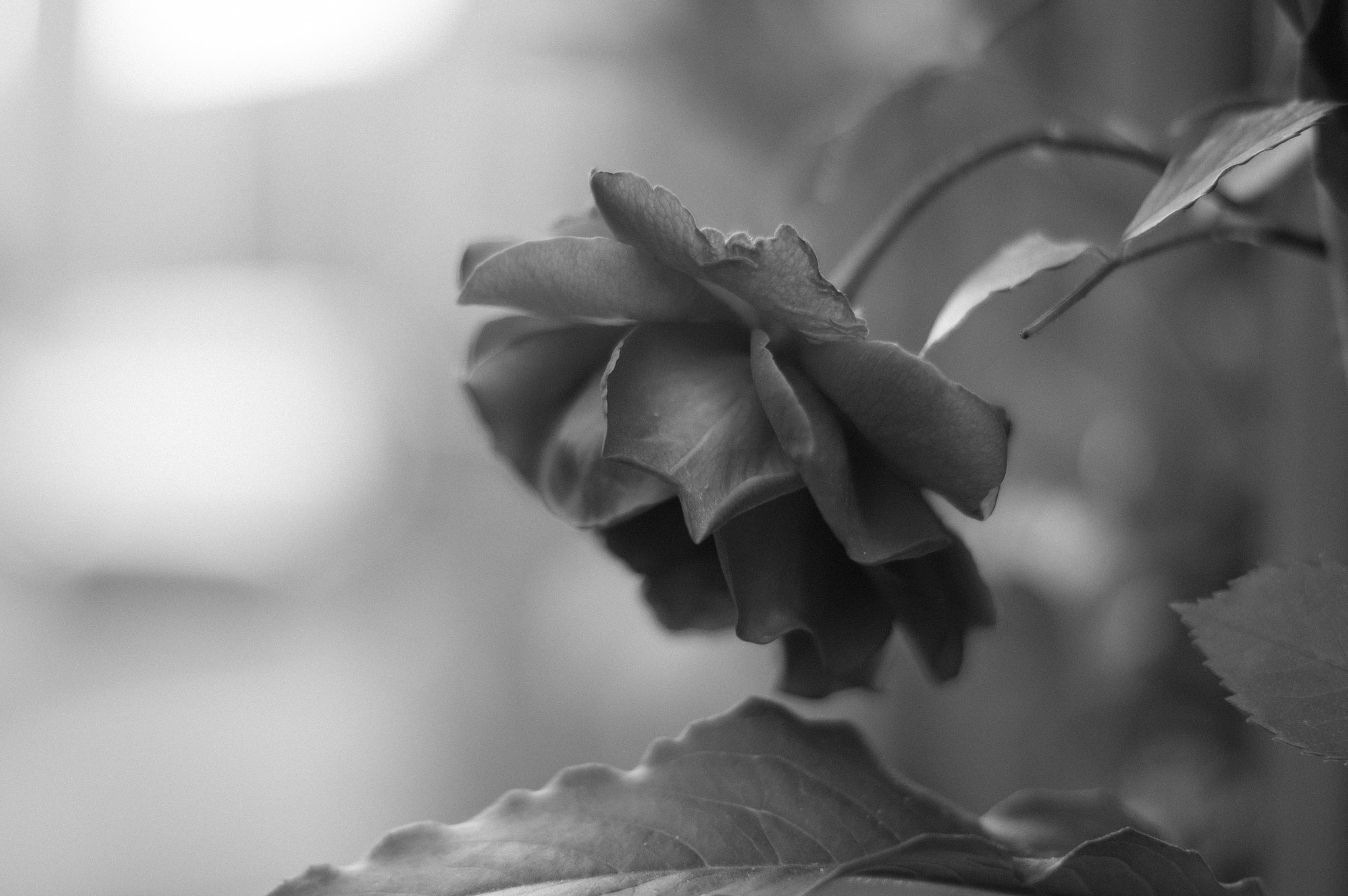 Sony Alpha NEX-5N + Sony DT 50mm F1.8 SAM sample photo. Drooping rose photography