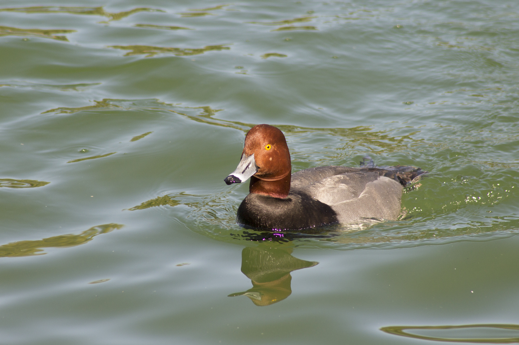 Canon EOS 1200D (EOS Rebel T5 / EOS Kiss X70 / EOS Hi) sample photo. Duck photography