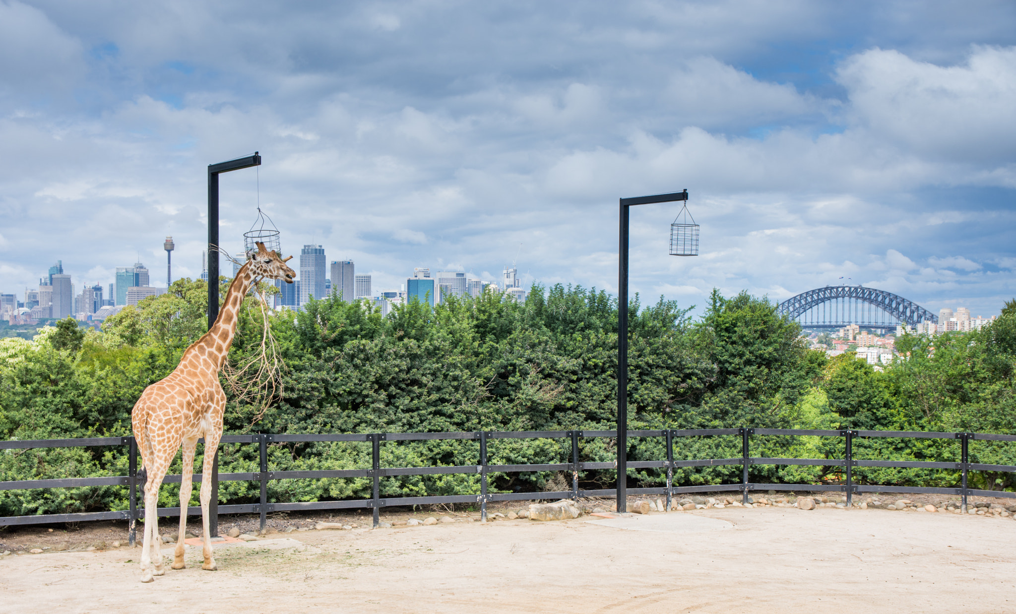 Sigma 17-70mm F2.8-4 DC Macro OS HSM | C sample photo. Giraffe at taronga zoo photography