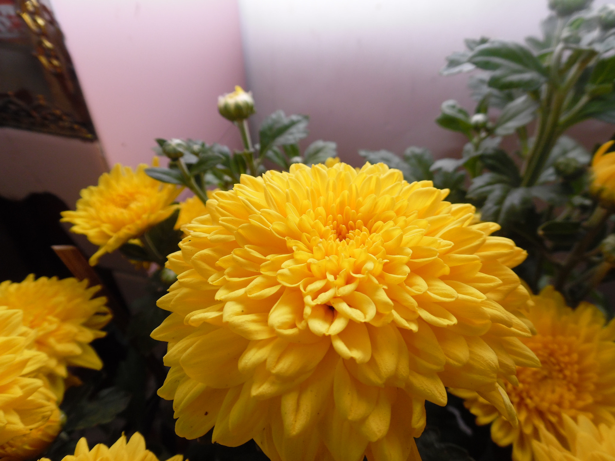 Samsung WB50F/WB51F/WB52F sample photo. The flower photography