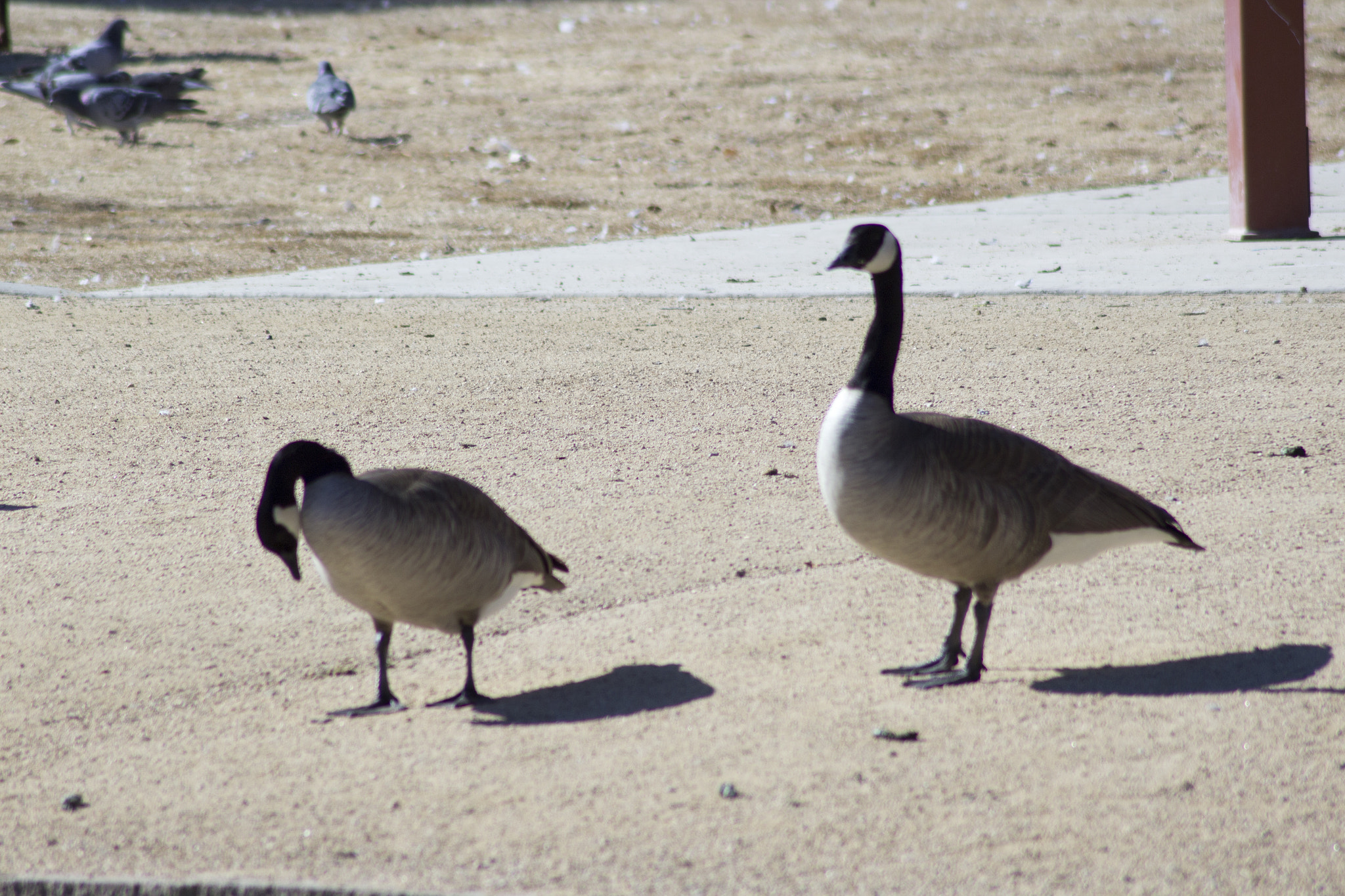 Canon EOS 1200D (EOS Rebel T5 / EOS Kiss X70 / EOS Hi) sample photo. Enjoying the sun photography
