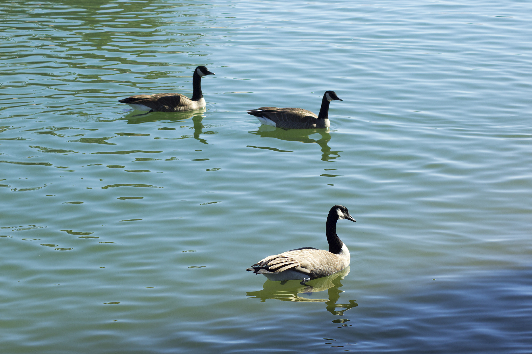 Canon EOS 1200D (EOS Rebel T5 / EOS Kiss X70 / EOS Hi) sample photo. Three geese photography