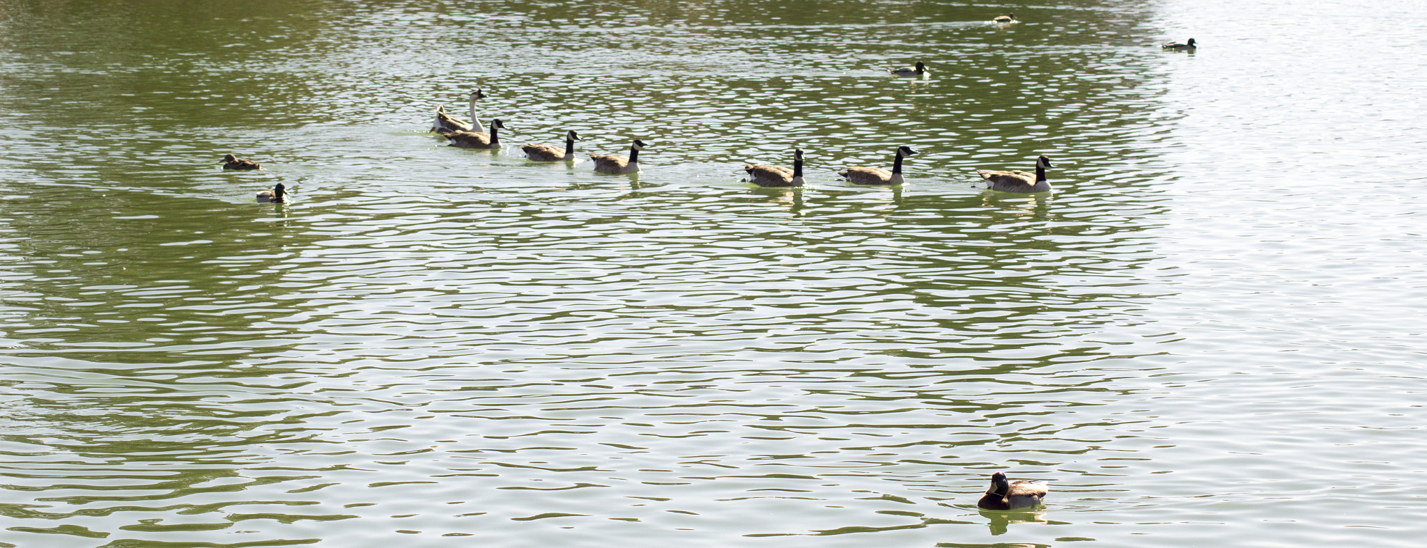 Canon EOS 1200D (EOS Rebel T5 / EOS Kiss X70 / EOS Hi) sample photo. All in a row photography