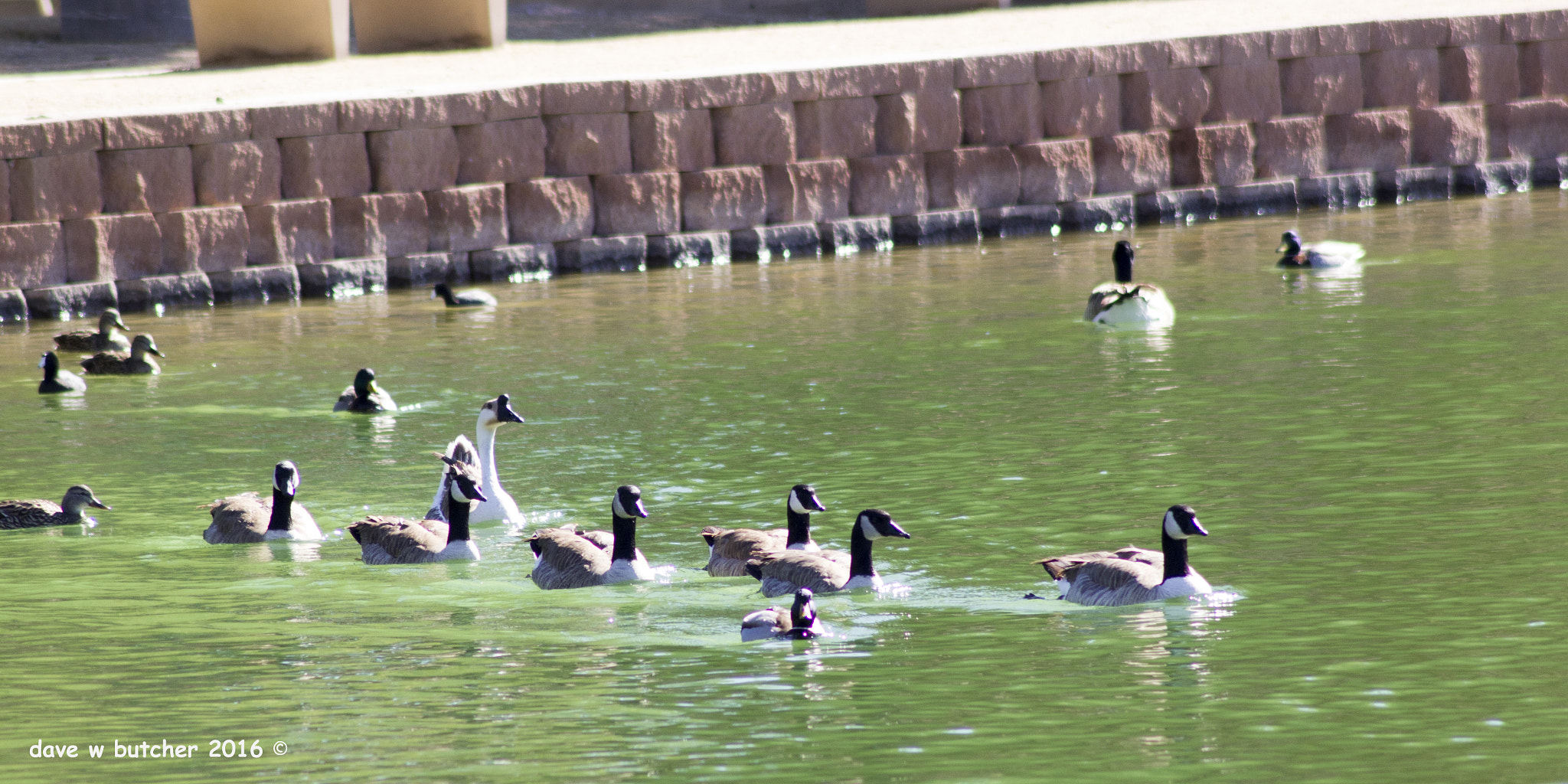 Canon EOS 1200D (EOS Rebel T5 / EOS Kiss X70 / EOS Hi) sample photo. Follow me photography
