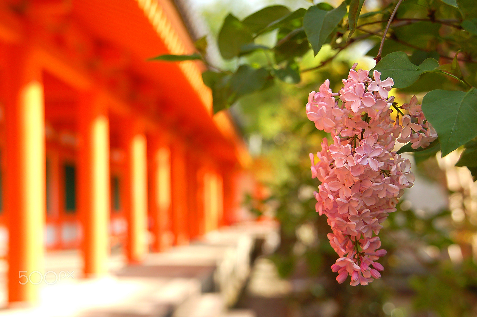 Nikon D50 + Sigma 18-200mm F3.5-6.3 DC sample photo. Sanjūsangen-dō photography