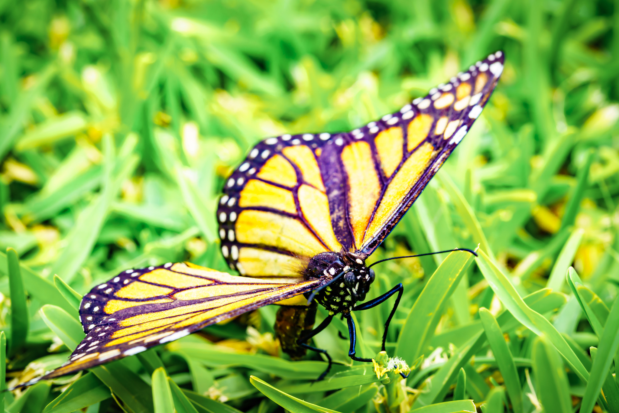 Sony a7R II + Canon EF 100mm F2.8L Macro IS USM sample photo. Monarch butterfly photography