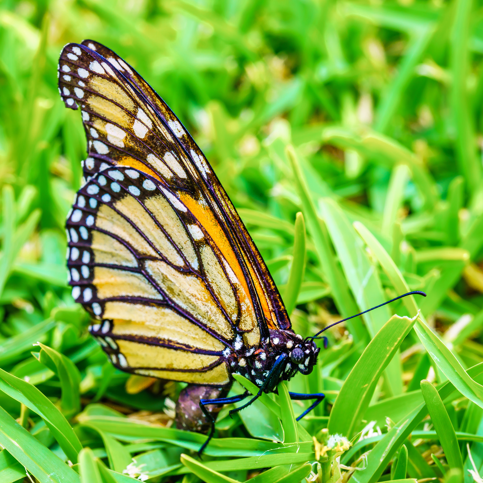 Sony a7R II + Canon EF 100mm F2.8L Macro IS USM sample photo. Monarch butterfly photography