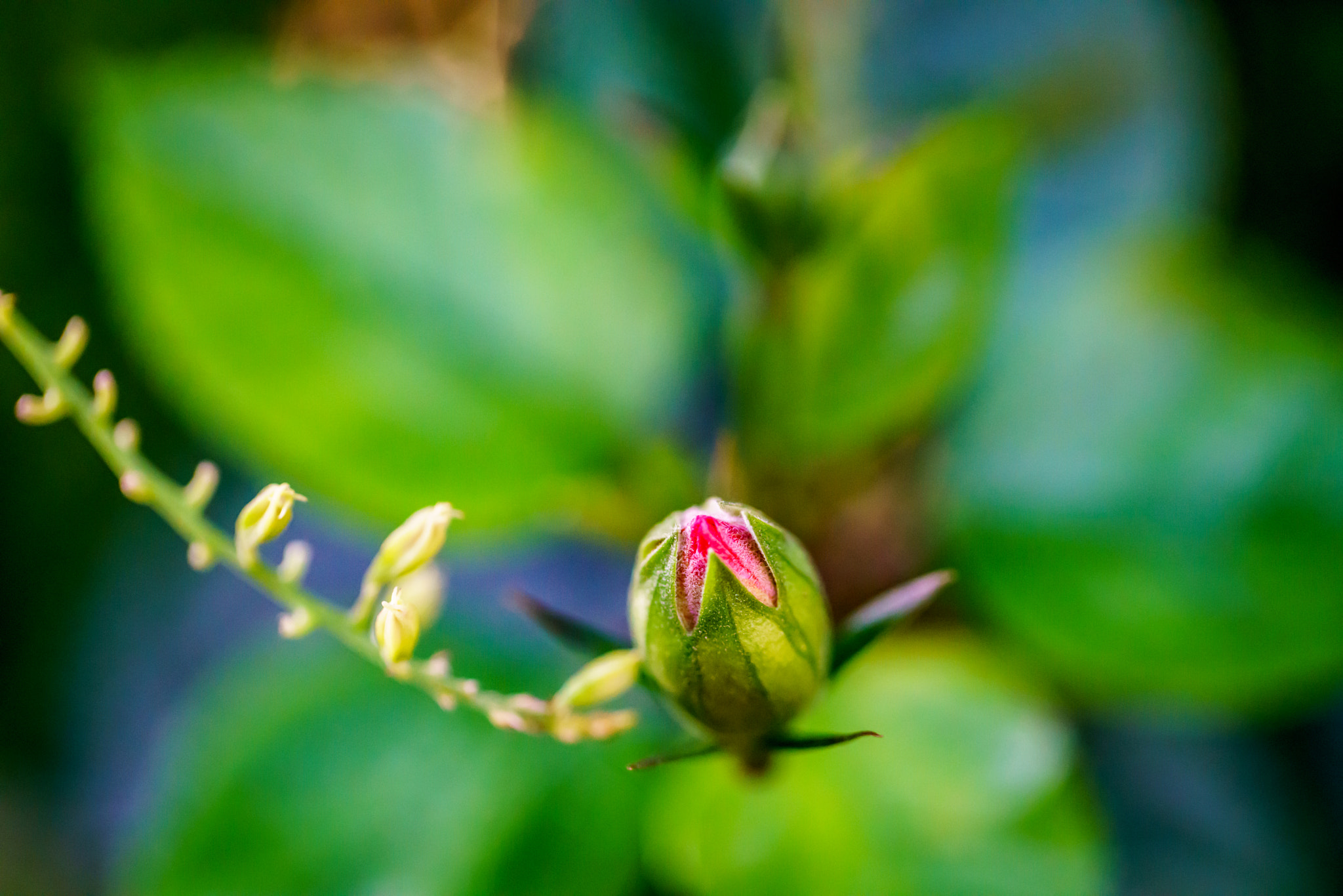 Sony a7R II + Canon EF 100mm F2.8L Macro IS USM sample photo. New life photography