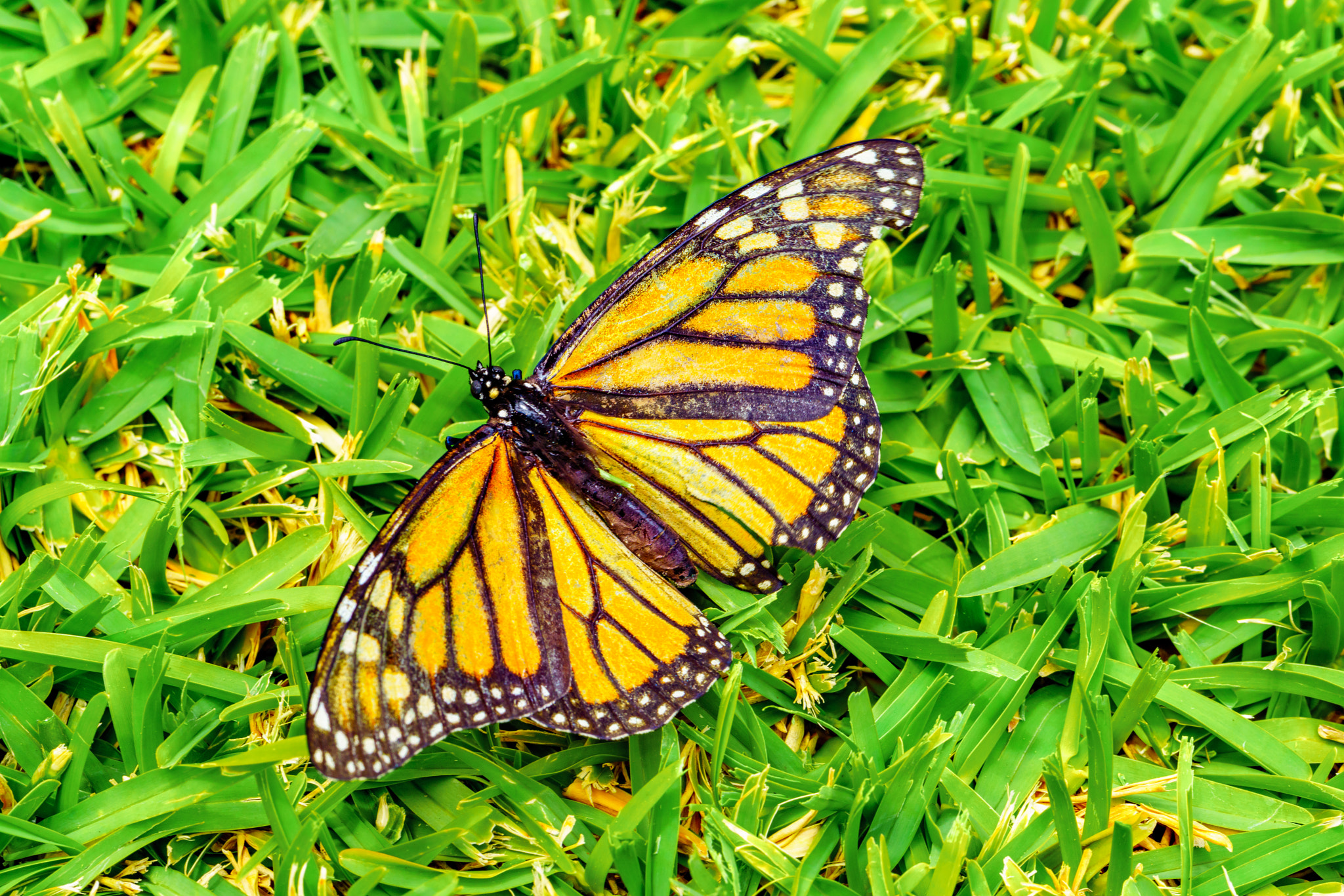 Sony a7R II + Canon EF 100mm F2.8L Macro IS USM sample photo. Monarch butterfly photography