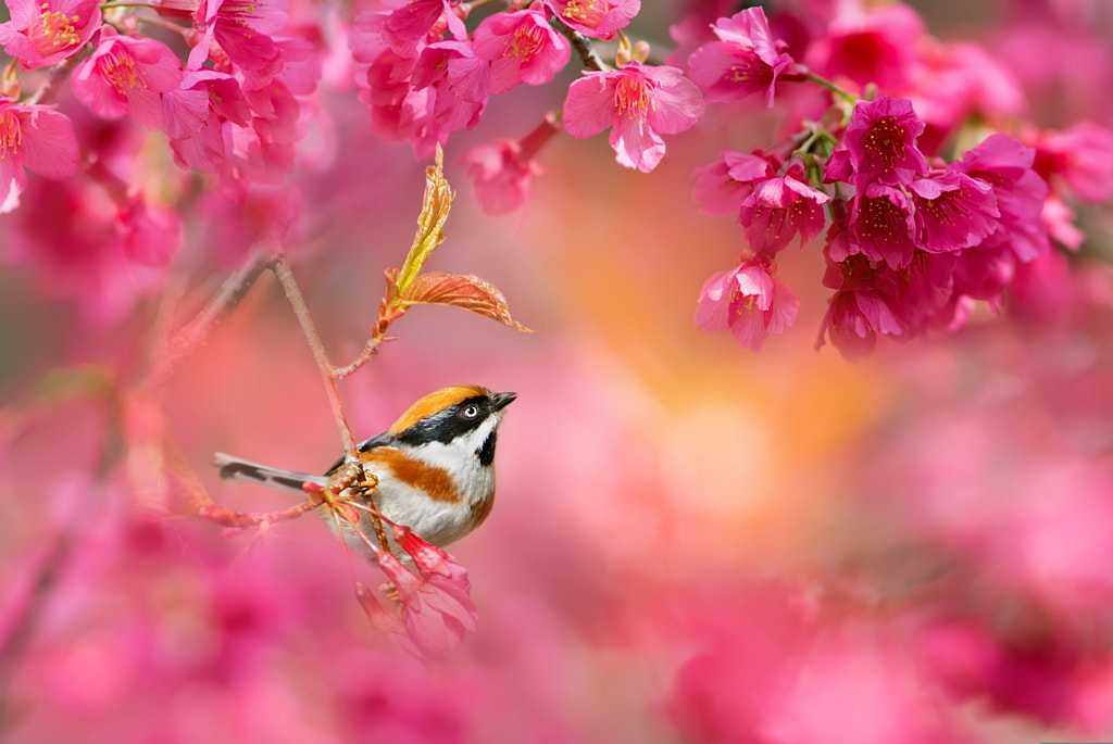 ～ Cherry blossom season ～ by FuYi Chen on 500px.com