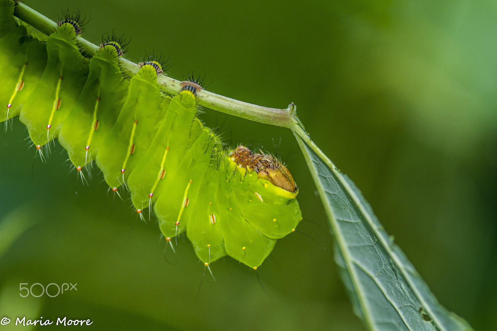 Canon EOS 7D + Canon EF 100mm F2.8 Macro USM sample photo. Polyphemus moth caterpillar photography