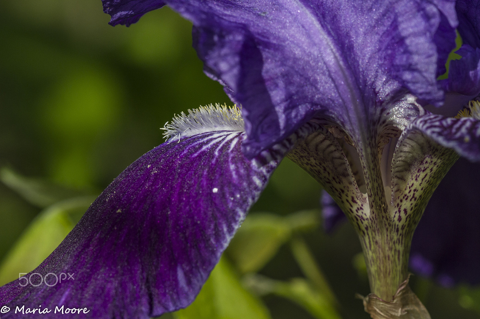 Canon EOS 7D + Canon EF 100mm F2.8 Macro USM sample photo. Iris photography