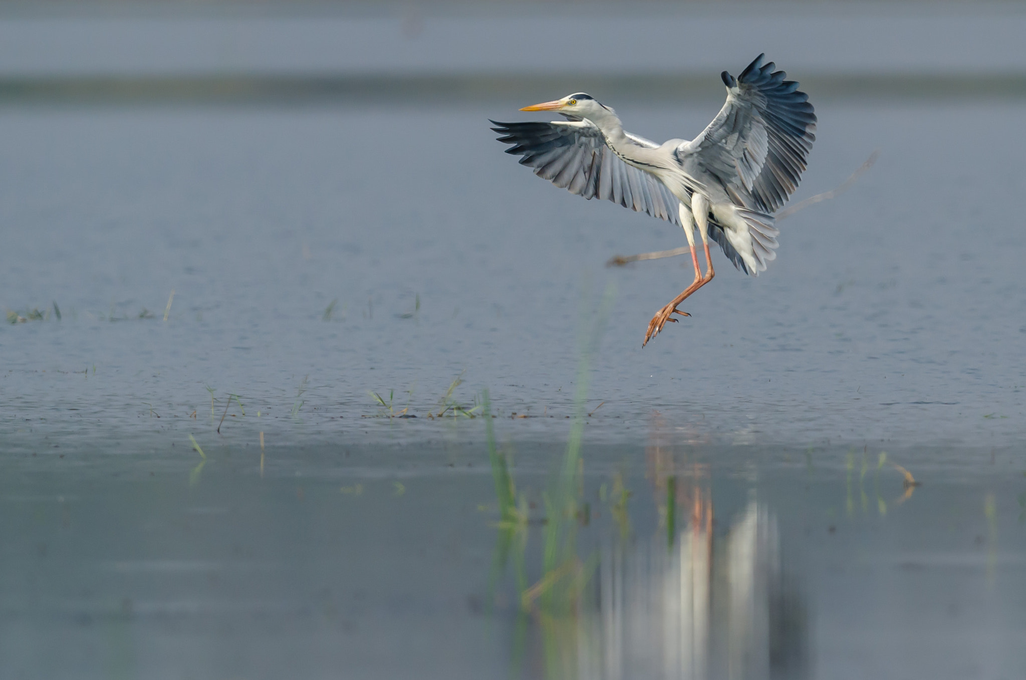 Nikon D7000 + Nikon AF-S Nikkor 500mm F4G ED VR sample photo. Grey heron photography