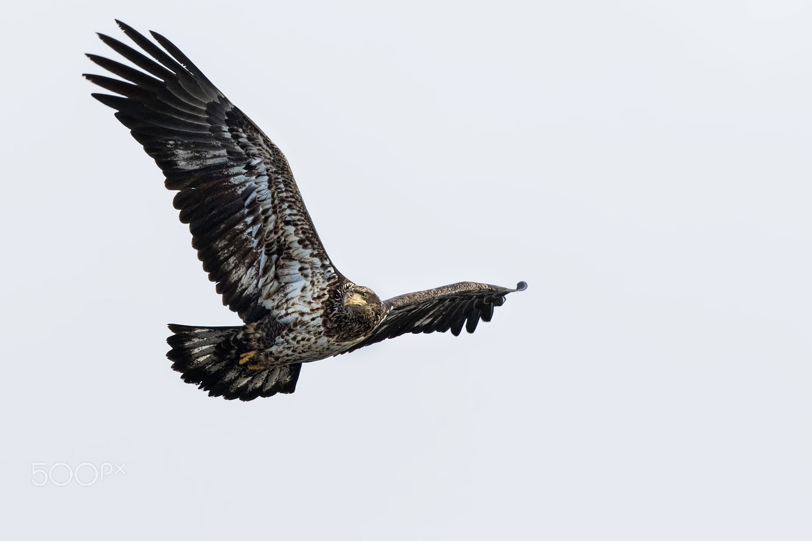 Canon EF 600mm f/4L IS sample photo. Eagle eye photography