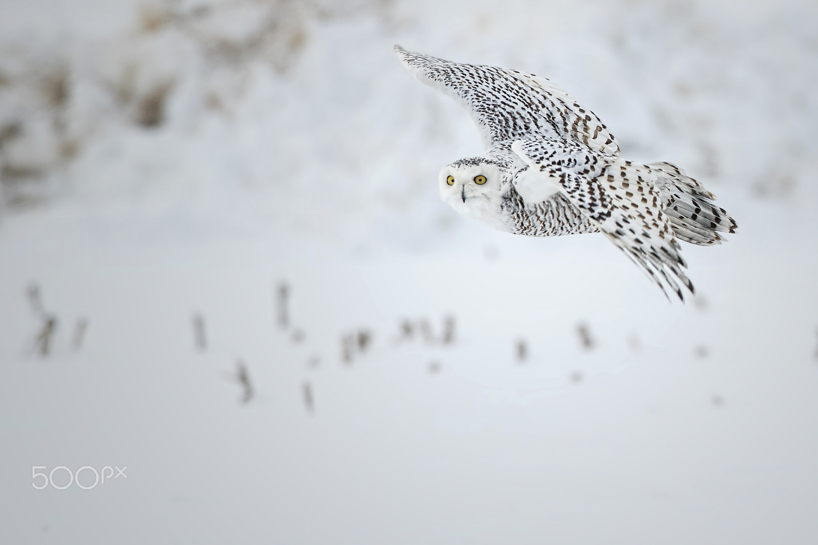 Canon EF 600mm f/4L IS sample photo. Eyes wide open photography
