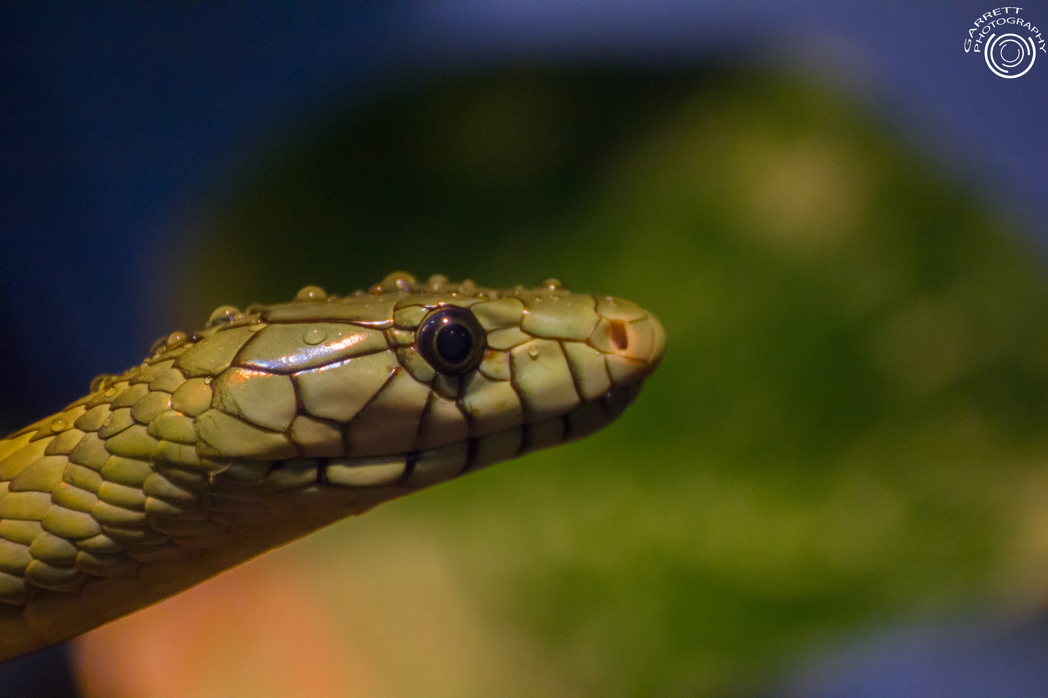 Tamron SP 35mm F1.8 Di VC USD sample photo. Slither ii photography