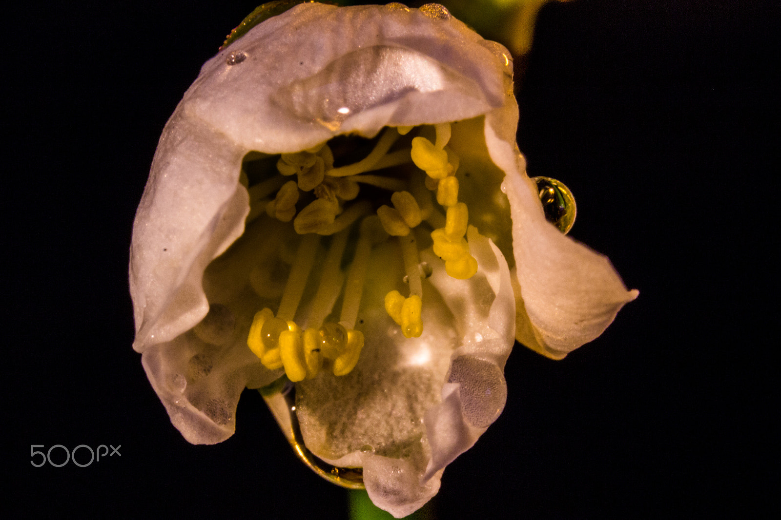Sigma 105mm F2.8 EX DG OS HSM sample photo. Macro flower photography