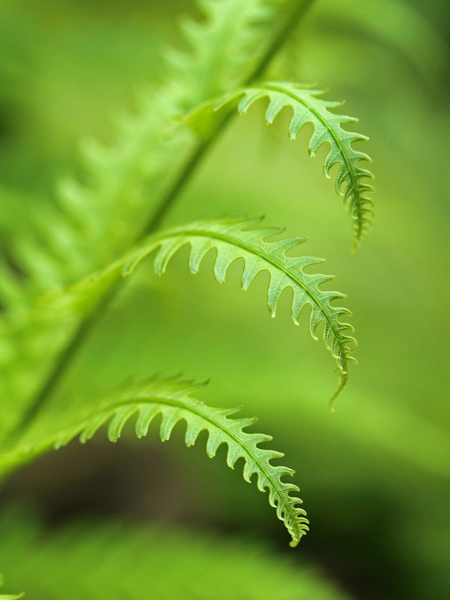Canon EF-S 60mm F2.8 Macro USM sample photo. Slowly.... lento...... photography