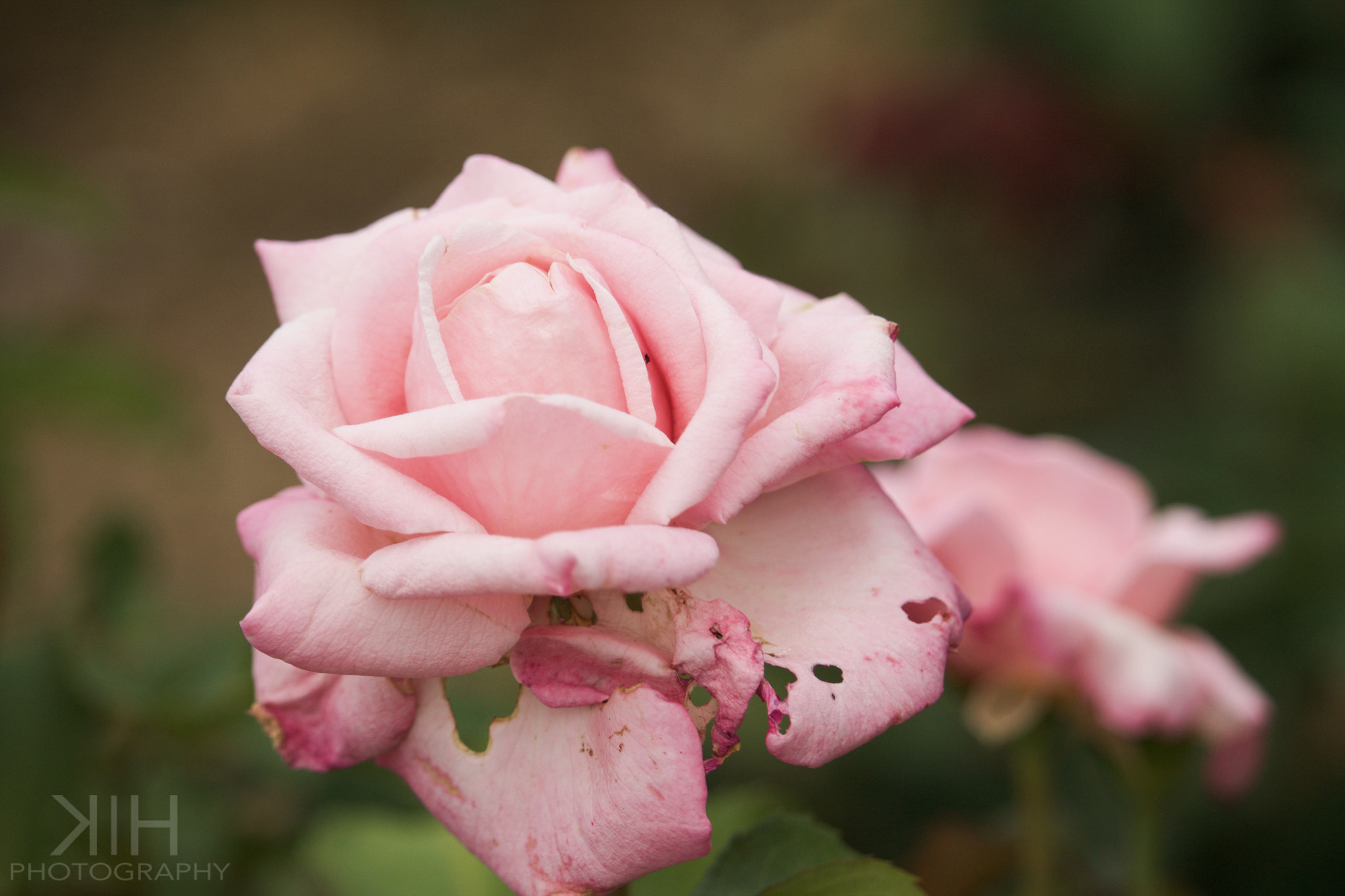 Canon EF-S 55-250mm F4-5.6 IS STM sample photo. Pink velvet photography