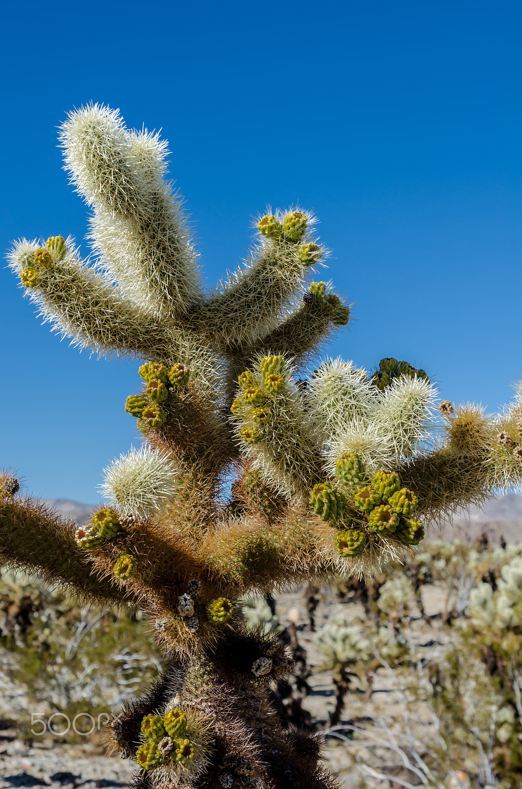 Nikon AF-S Nikkor 17-35mm F2.8D ED-IF sample photo. New growth on cholla cactus photography