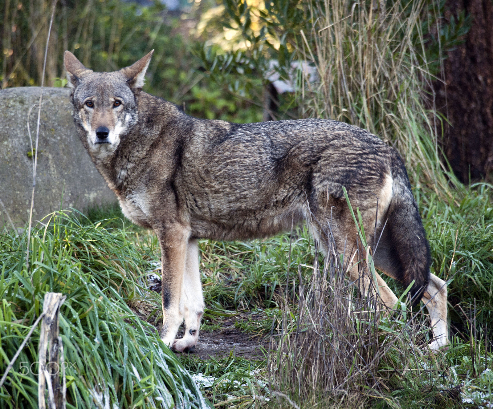Olympus PEN E-P1 sample photo. Red wolf photography