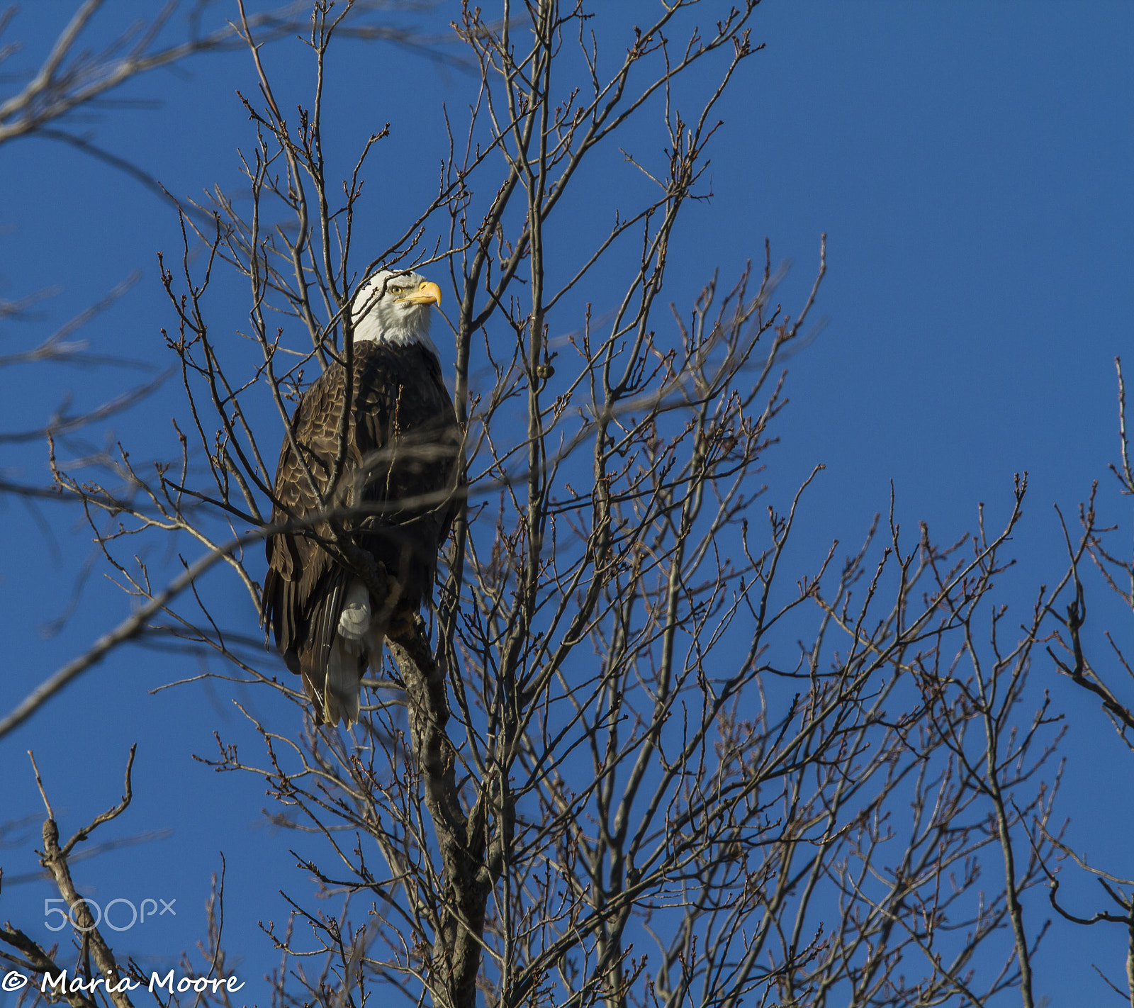 Canon EOS 7D + Canon EF 300mm F2.8L IS II USM sample photo. Bald eagle photography