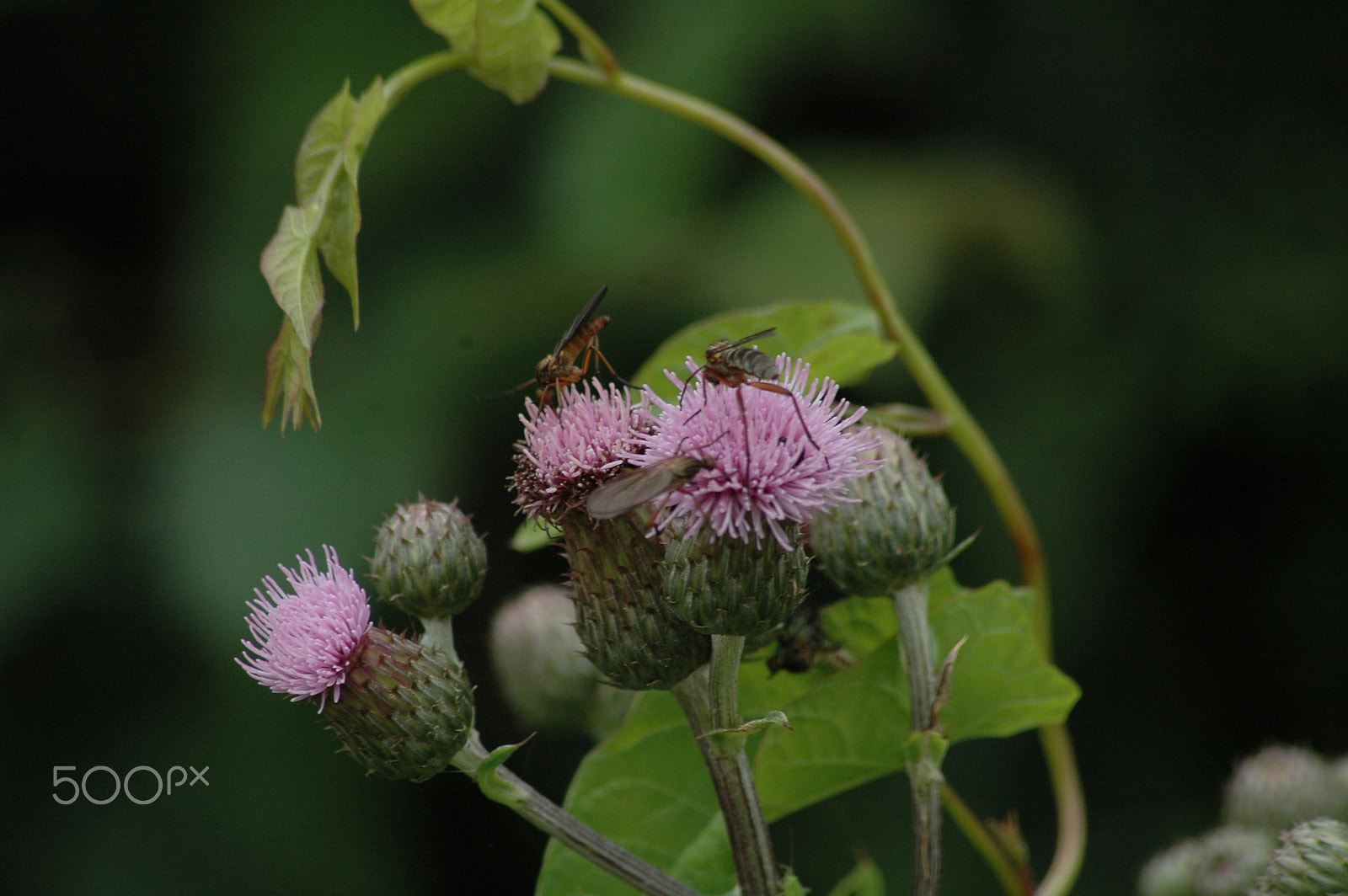 Nikon D70 sample photo. Bugs on a thistle photography