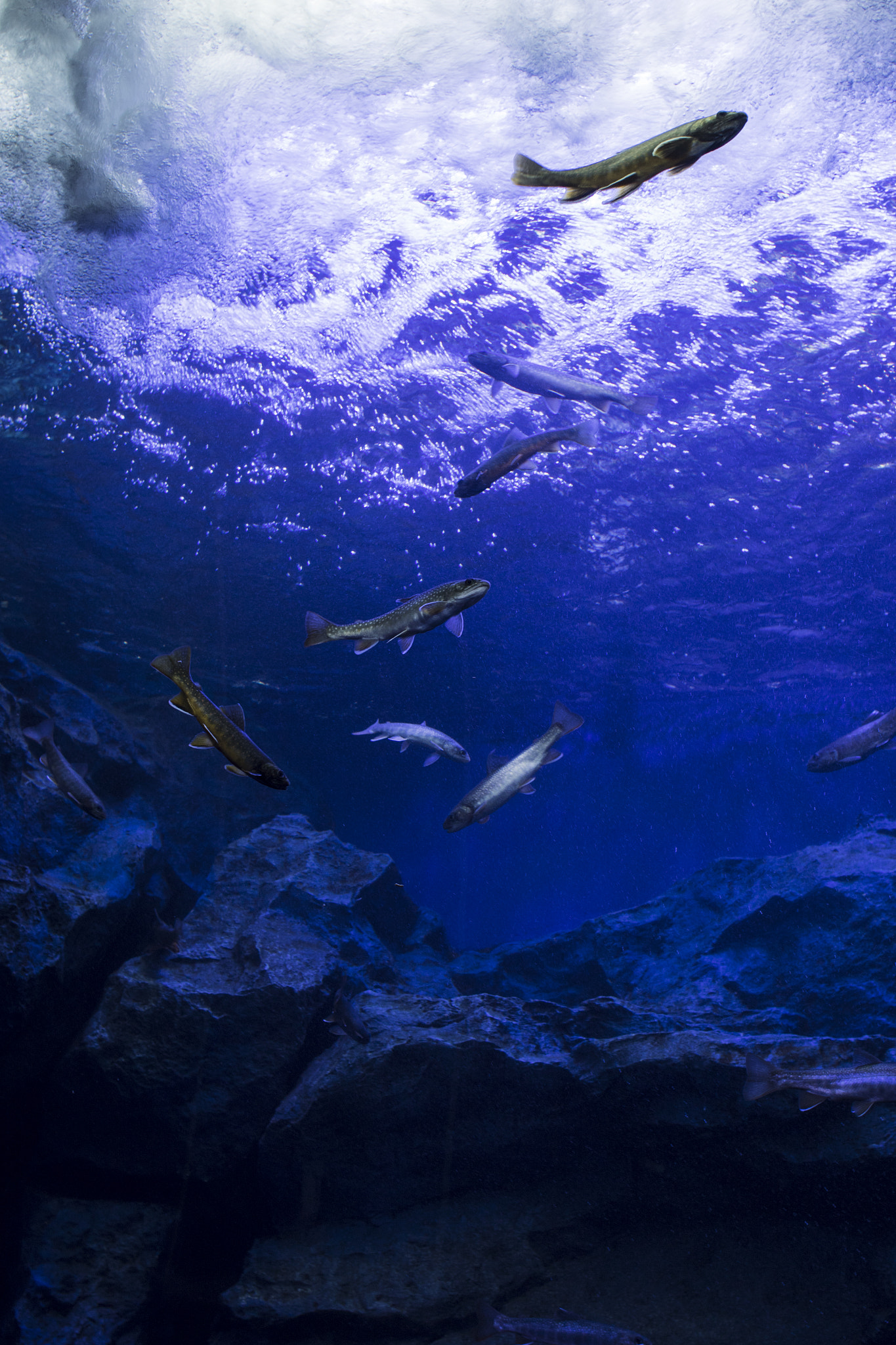Canon EF 28mm F1.8 USM sample photo. Mountain of aquarium photography