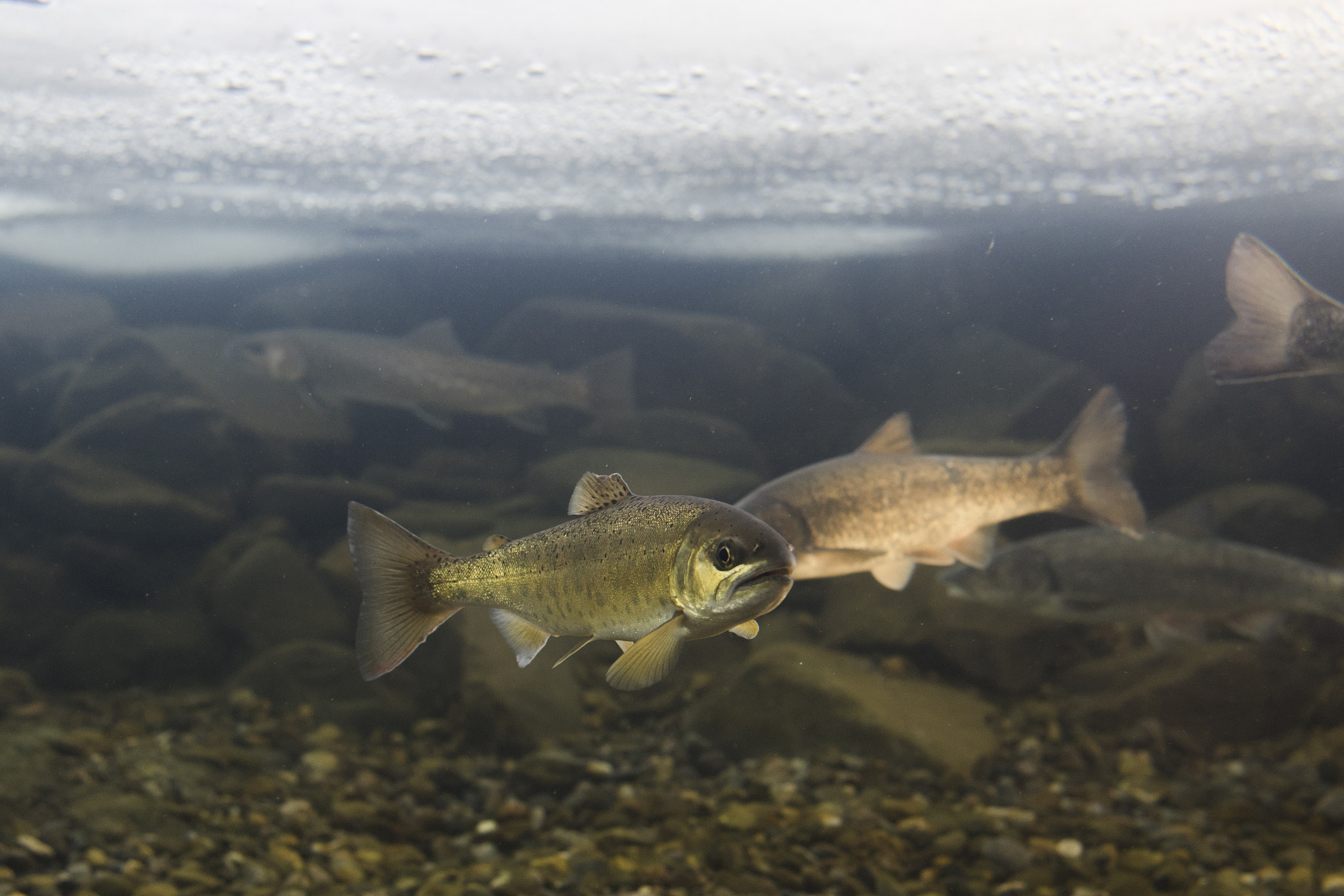 Canon EF 28mm F1.8 USM sample photo. Trout in the winter of the river photography