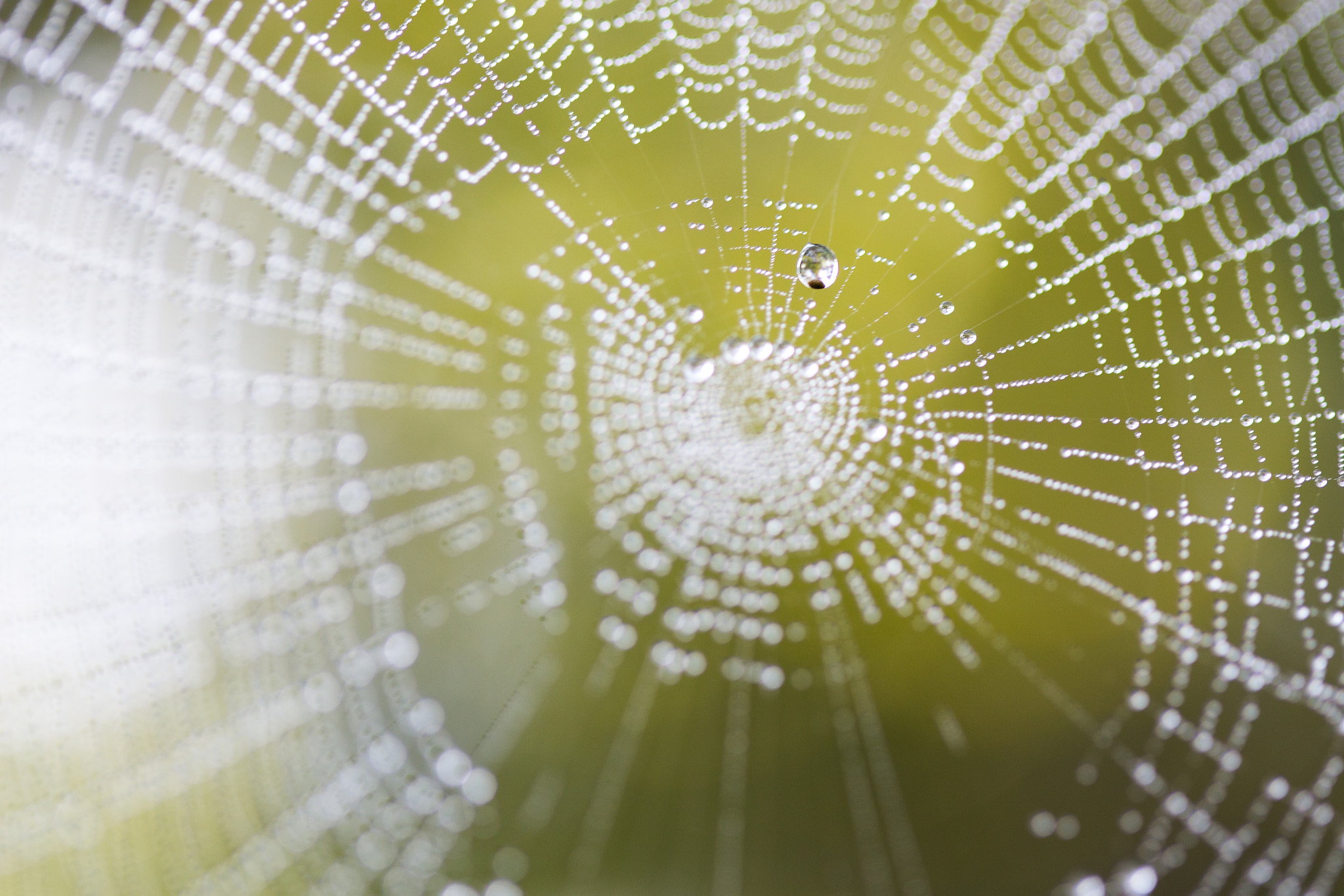 Canon EOS 6D + Canon EF 100mm F2.8 Macro USM sample photo. Morning dew photography