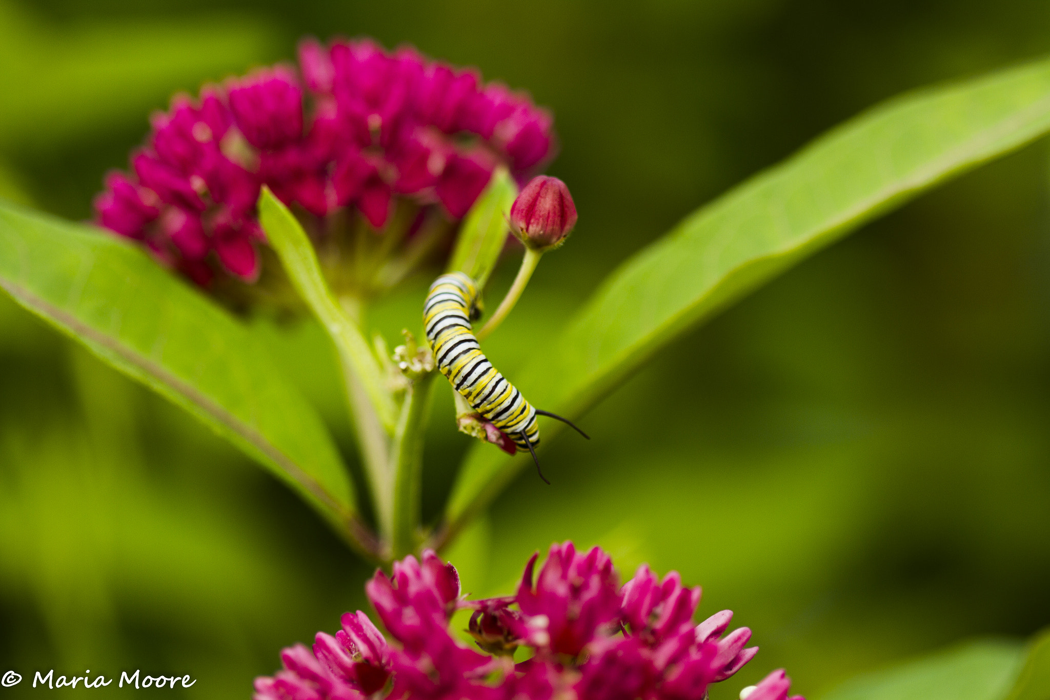 Canon EOS 7D + Canon EF 100mm F2.8 Macro USM sample photo. Monarch caterpillar on milkweed photography