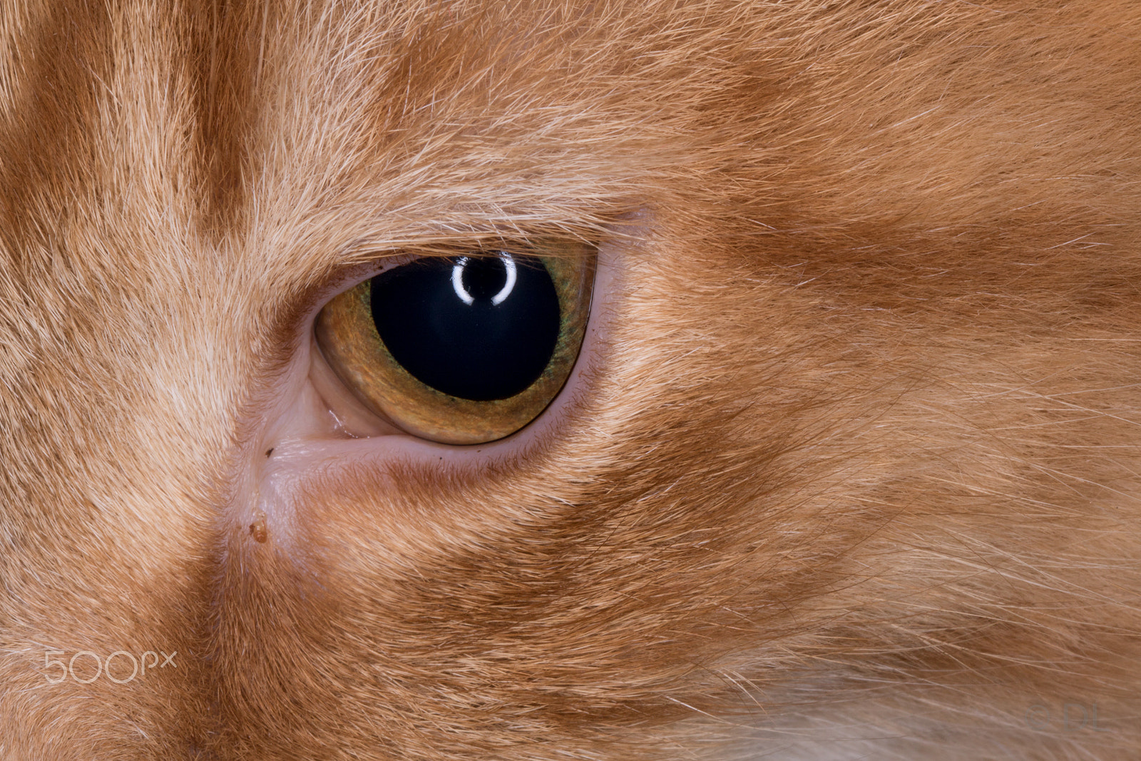 Tamron SP AF 60mm F2 Di II LD IF Macro sample photo. Wisp photography