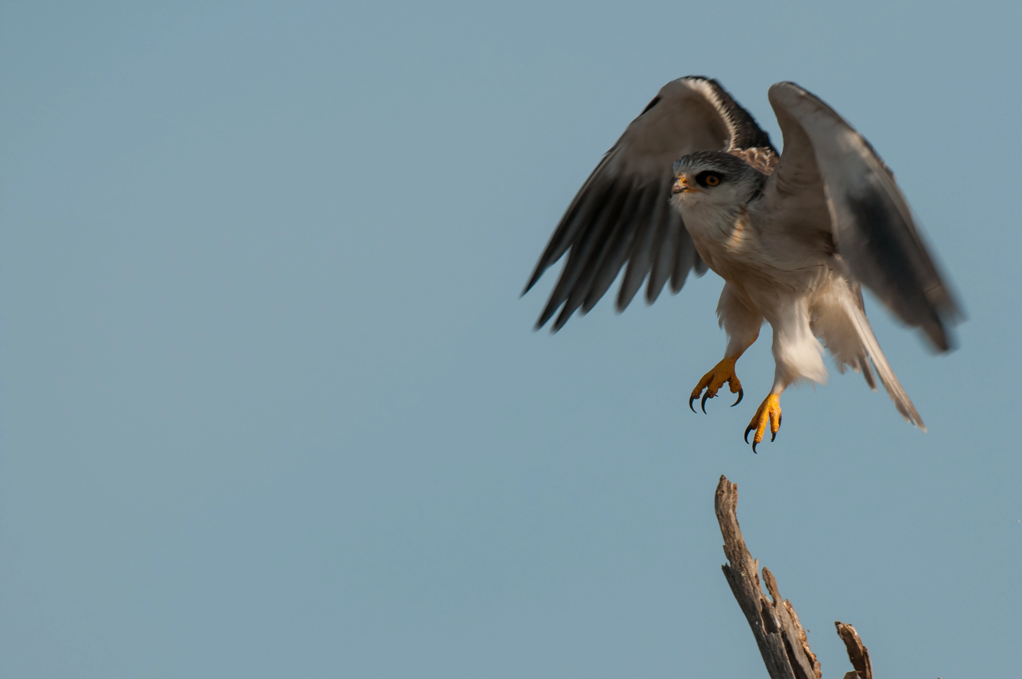Nikon AF-S Nikkor 500mm F4D ED-IF II sample photo. Black shouldered kite photography