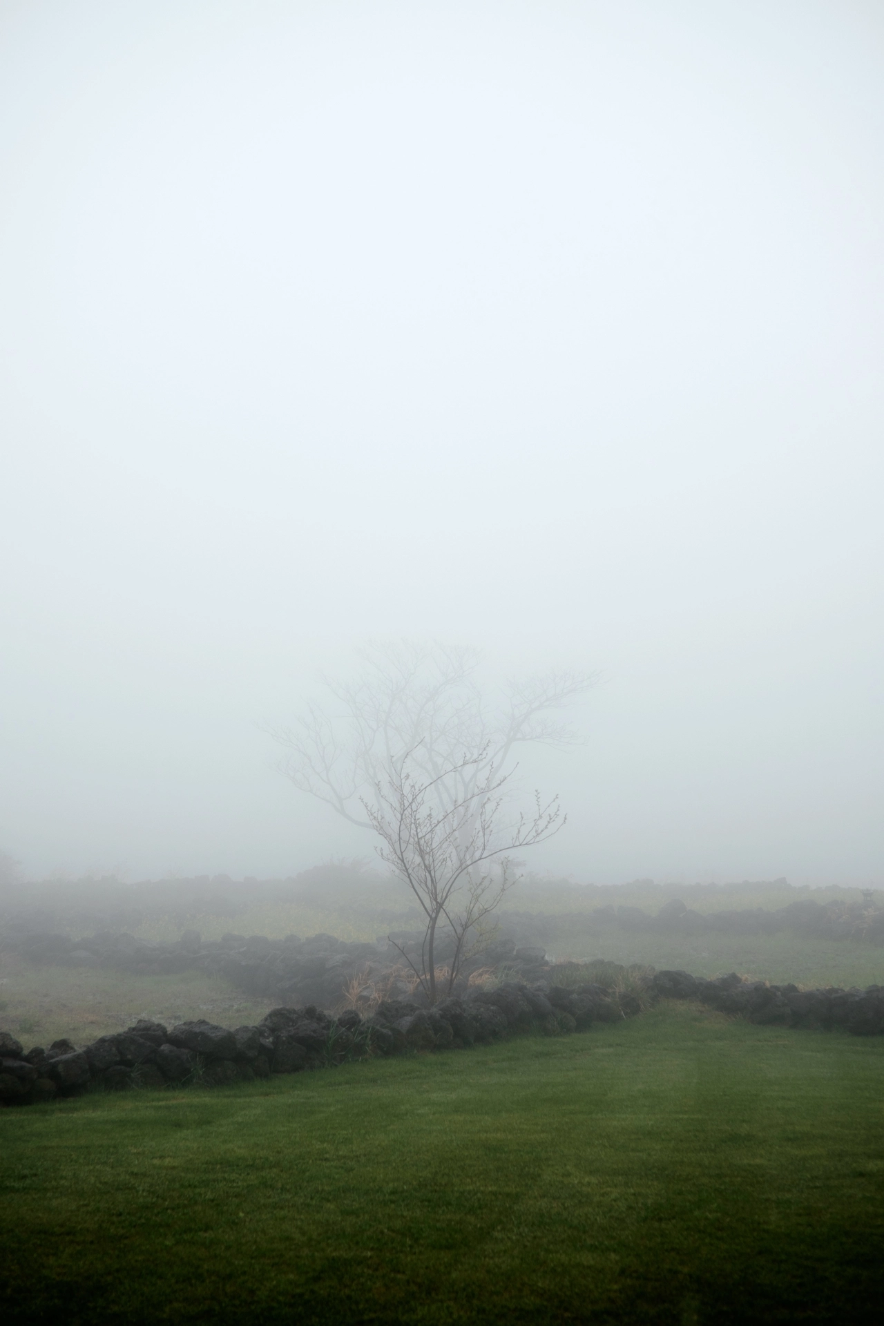 ZEISS Touit 32mm F1.8 sample photo. The jeju island in fog photography