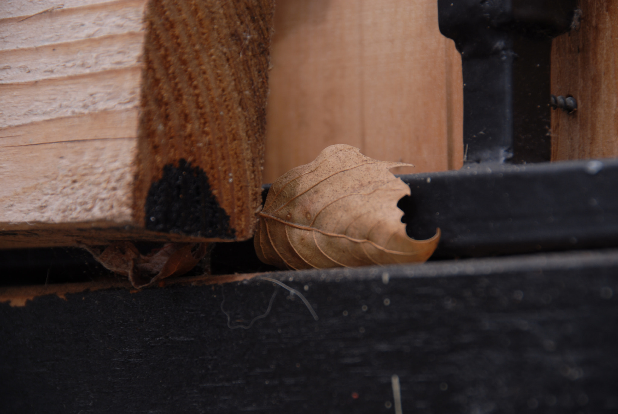 Nikon D200 sample photo. The doorstep photography