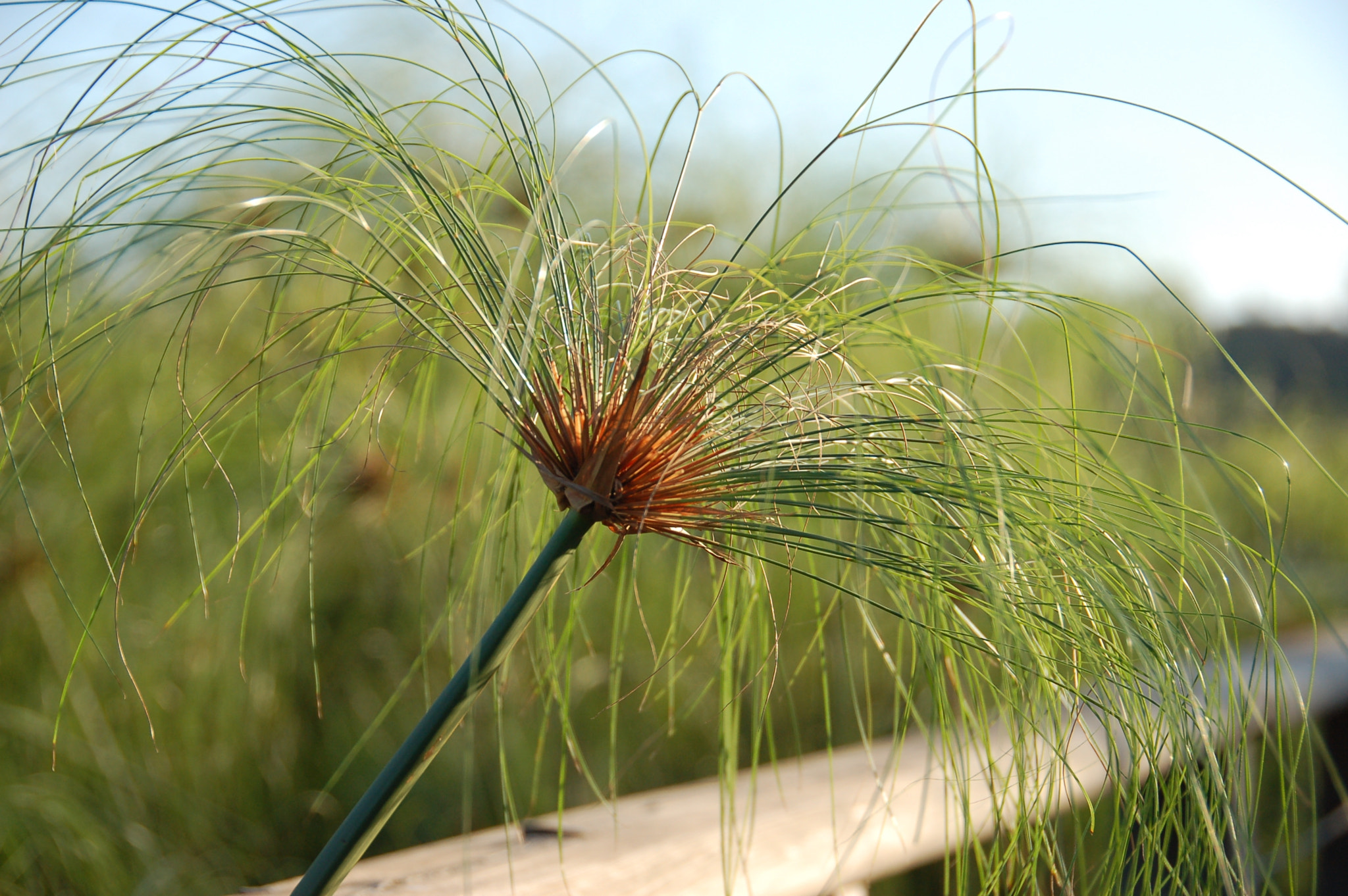 Nikon D50 sample photo. Green photography
