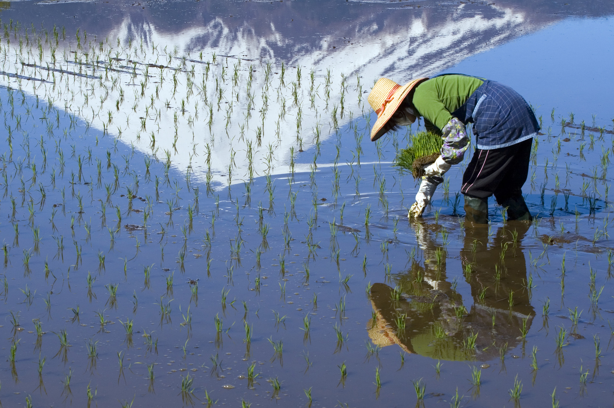 Canon EOS 30D + Canon EF 70-200mm F4L USM sample photo. Woman planting rice photography