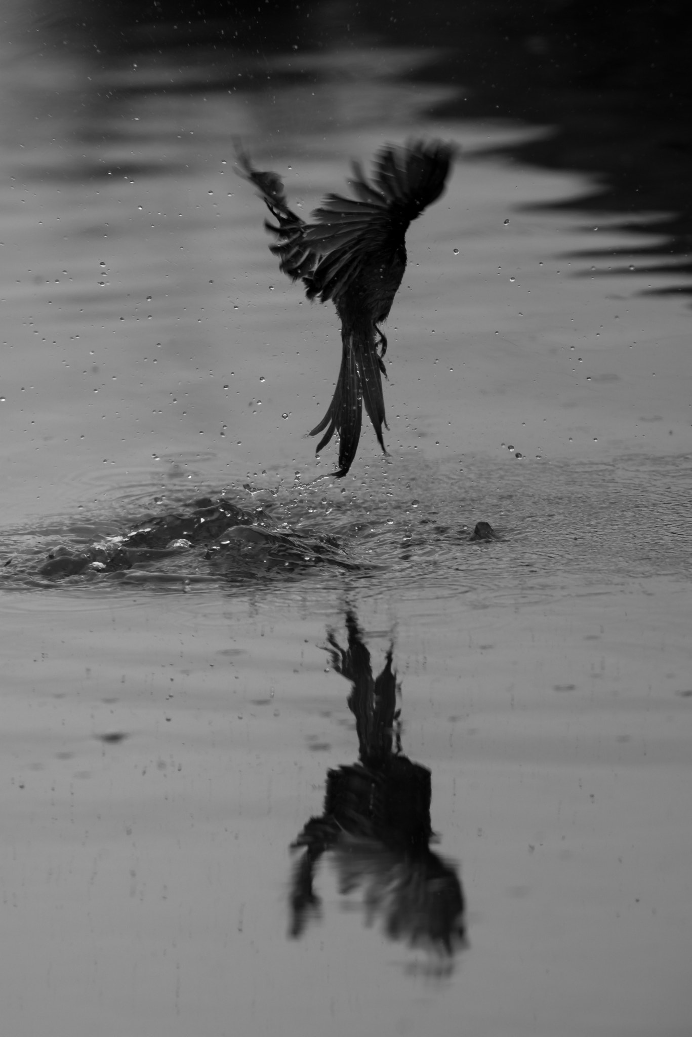 Nikon AF-S Nikkor 500mm F4D ED-IF II sample photo. Paradise flycatcher bathing photography