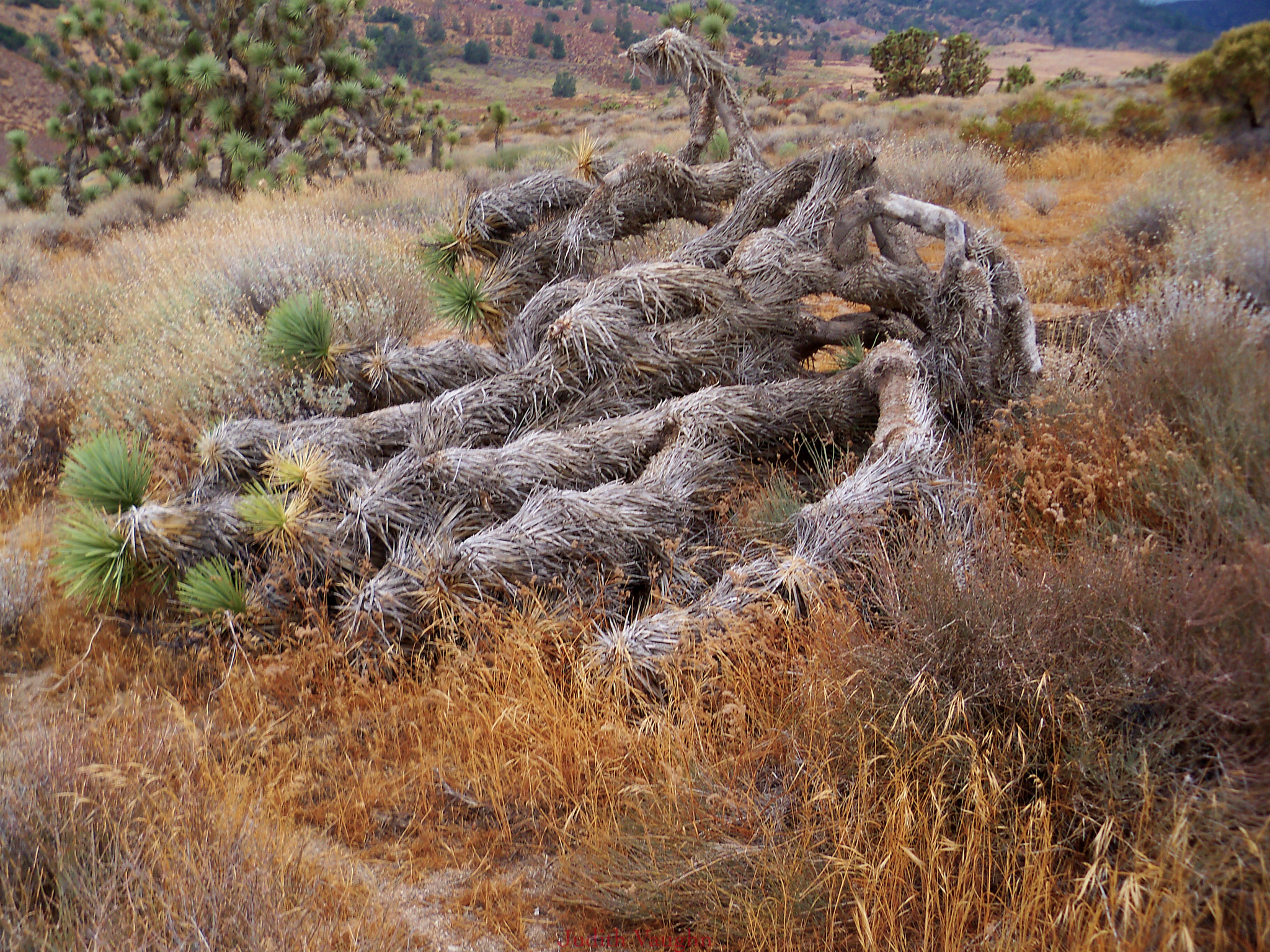 Kodak EasyShare Z915 sample photo. Desert afternoon photography